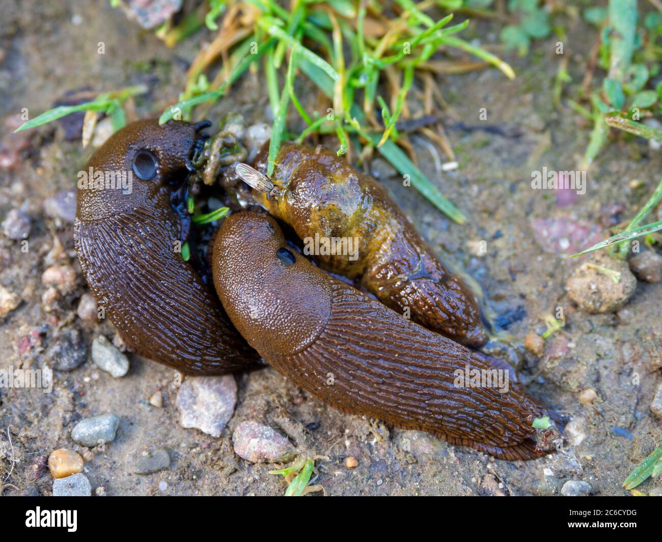 brown slugs mating on a sidewalk Stock Photo