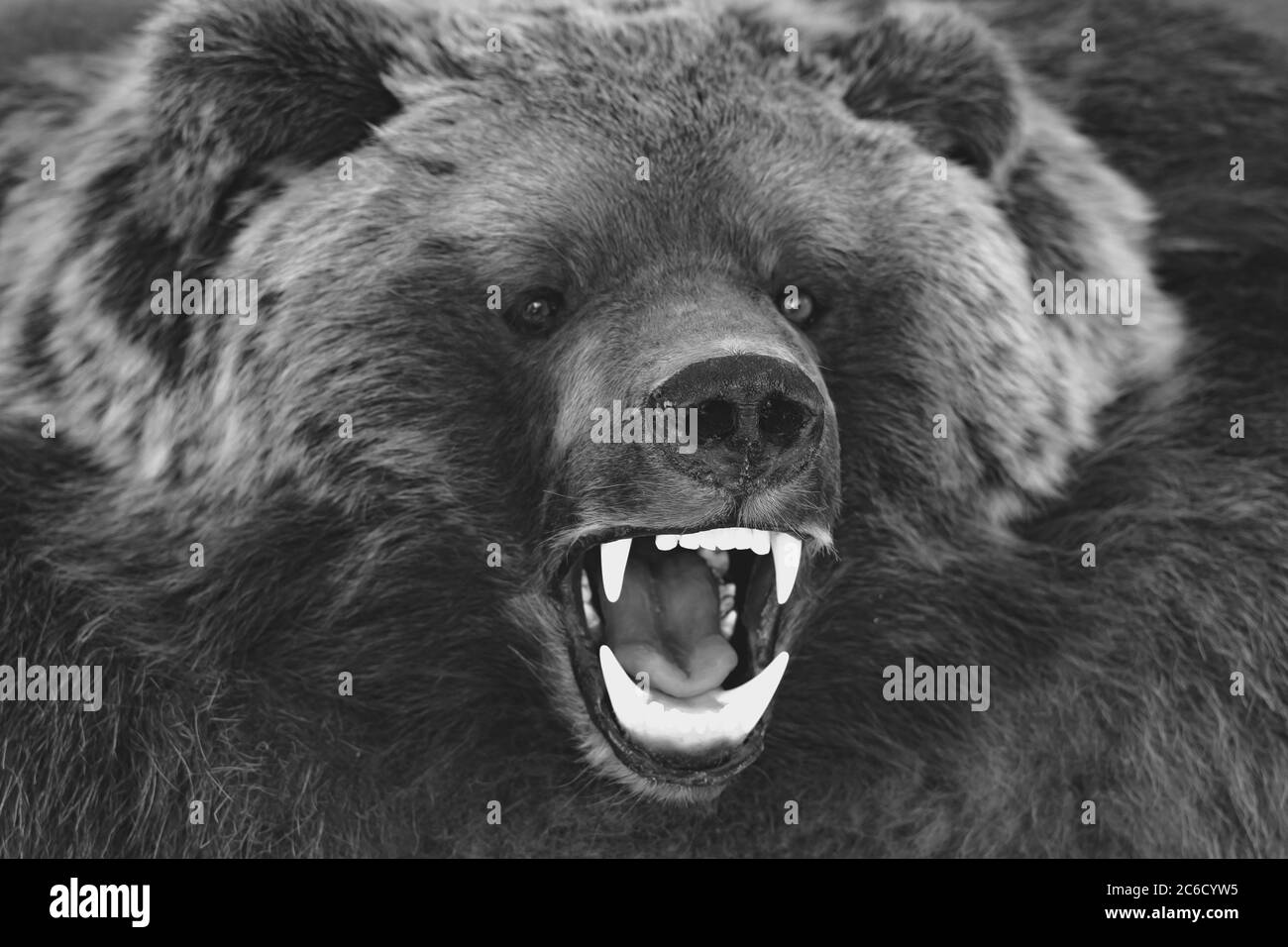 stuffed brown bear with open mouth close up Stock Photo