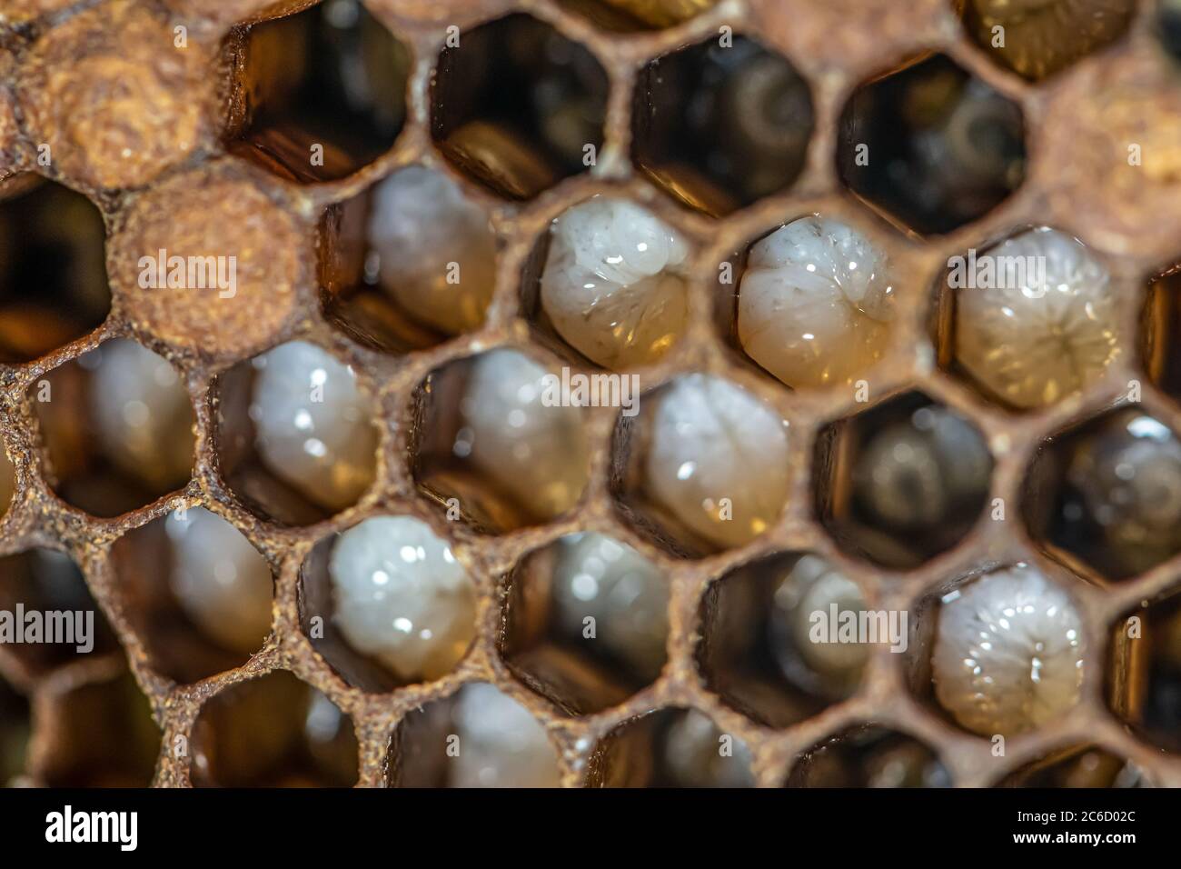 Honey bee beehive Wax Frame with bees breed, eggs and worms next generation  Stock Photo - Alamy
