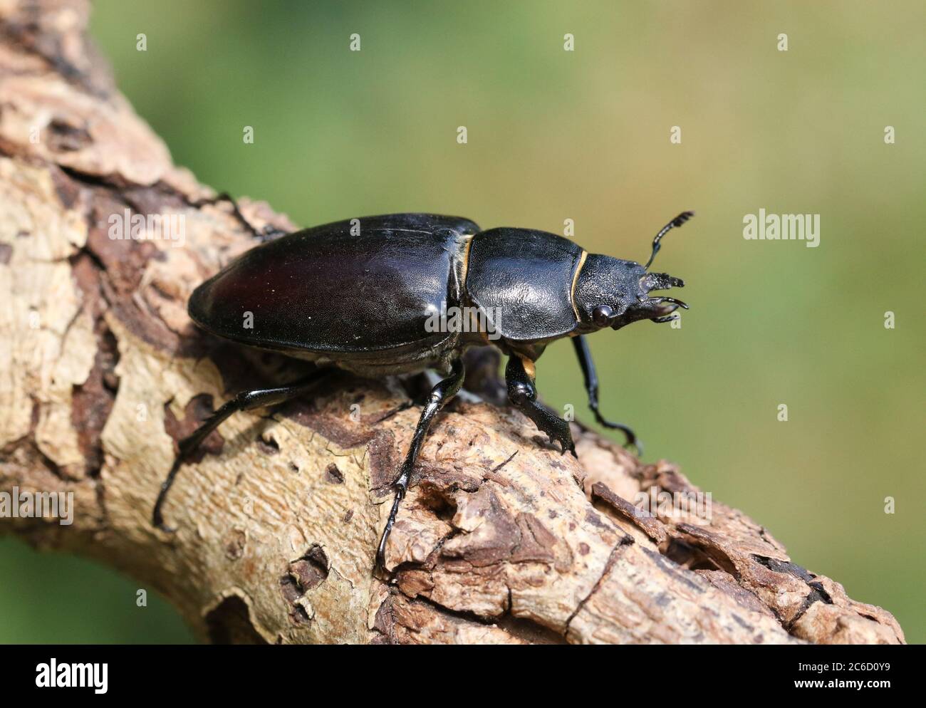 A magnificent rare female Stag Beetle, Lucanus cervus, walking over a ...