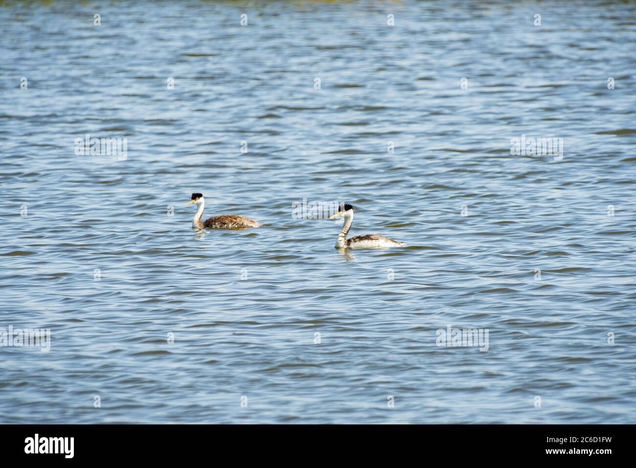 clarks henderson bird