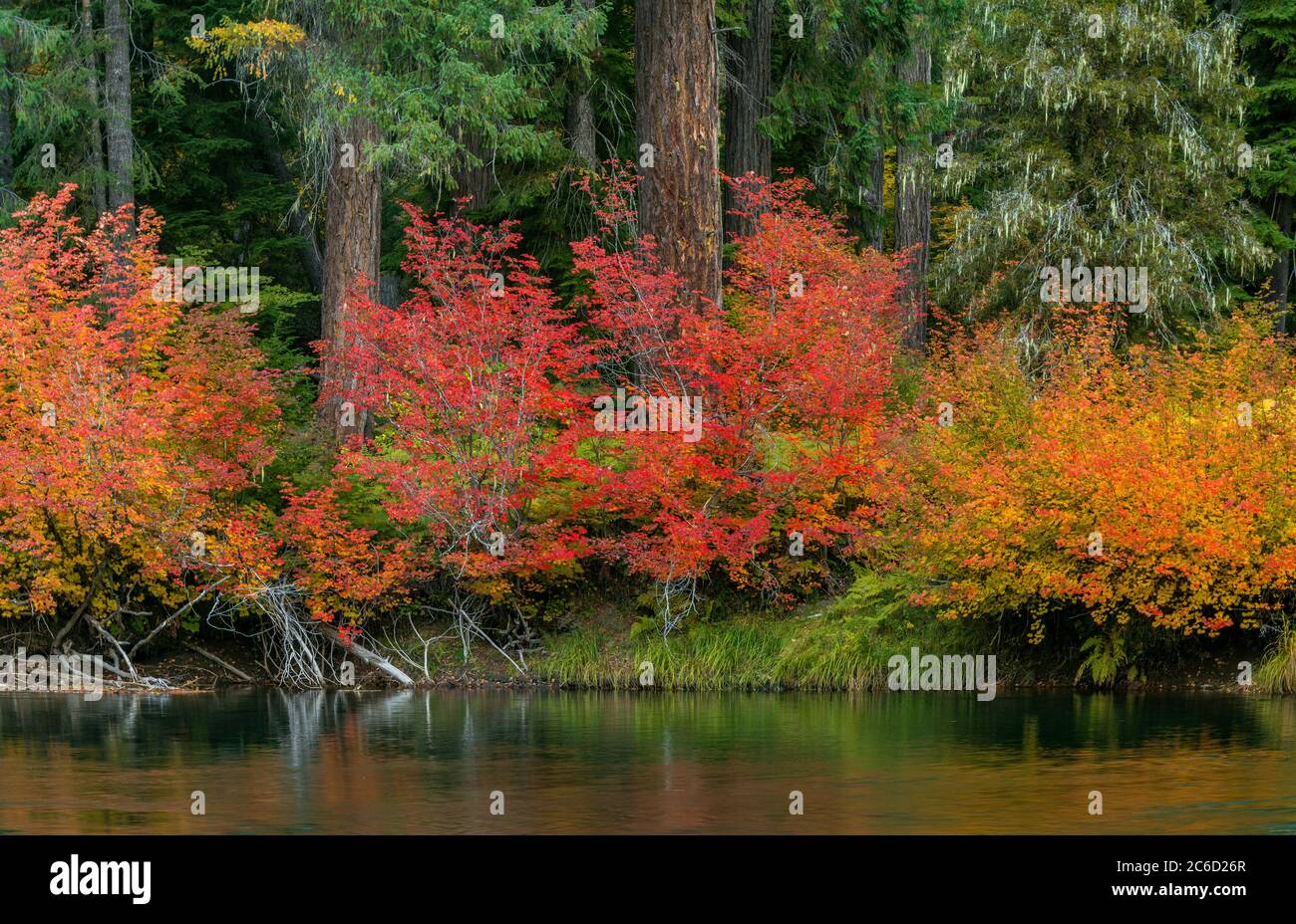 Vine Maple, Dogwood, Rogue River National Wild and Scenic River, Rogue River National Forest, Oregon Stock Photo