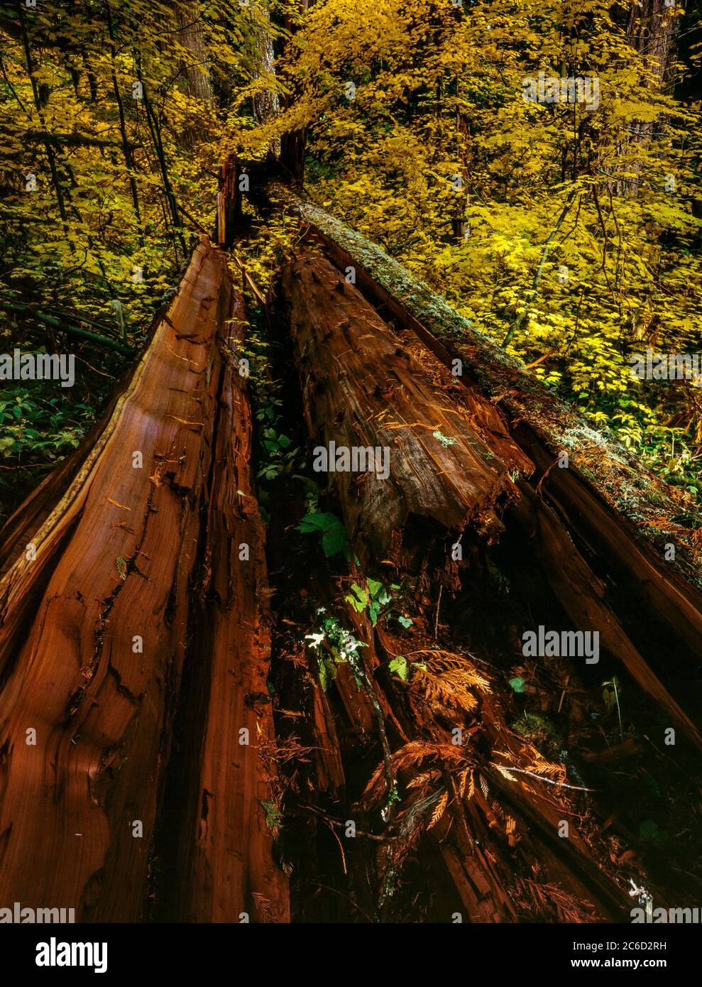 Downed Cedar, Waldo Lake Wilderness, Willamette National Forest, Oregon Stock Photo
