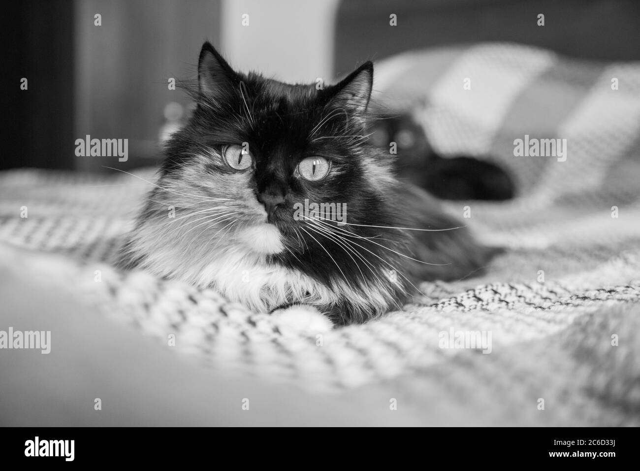 Cat looking out from behind a wall - black White version Stock Photo ...