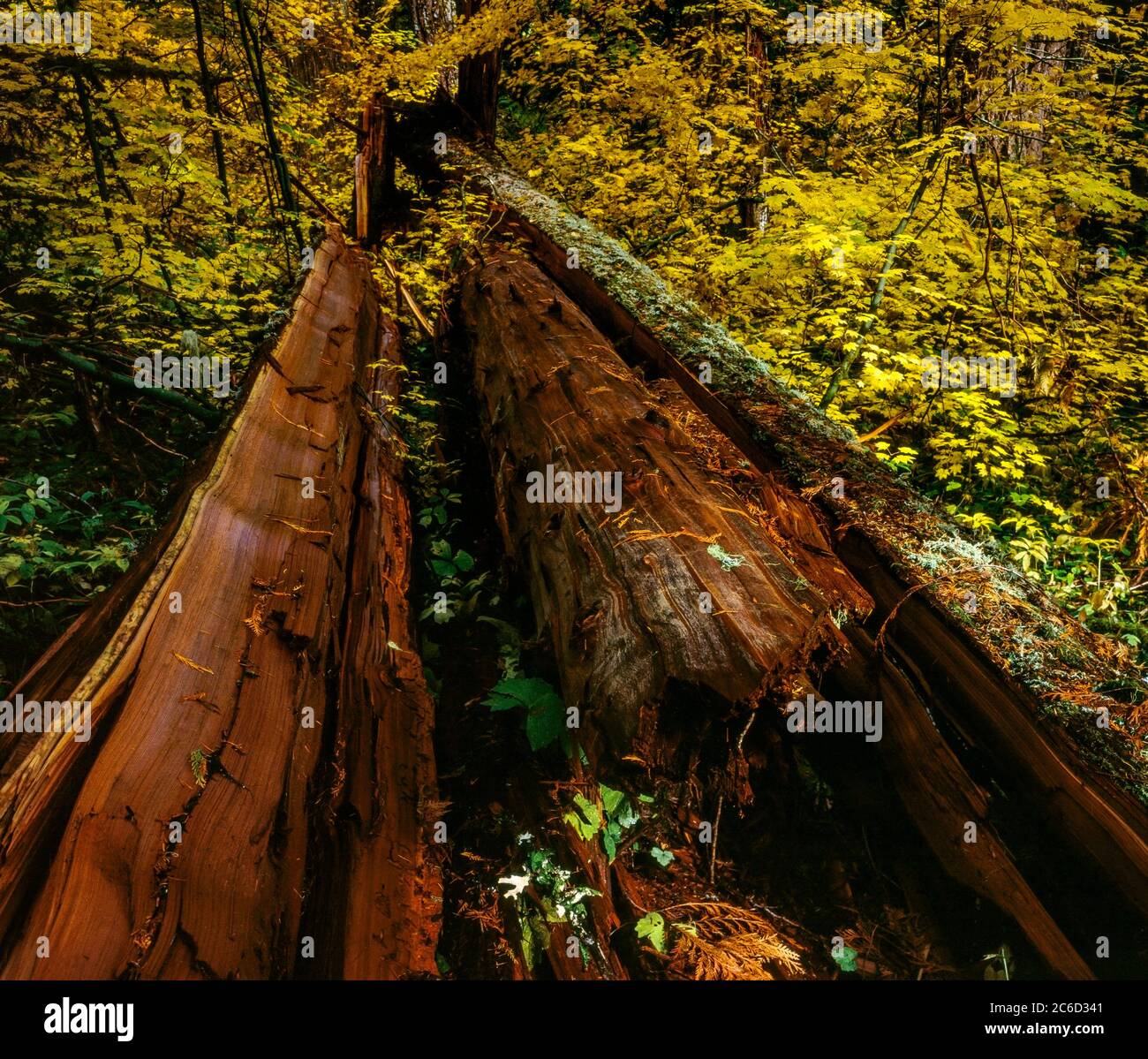 Downed Cedar, Waldo Lake Wilderness, Willamette National Forest, Oregon Stock Photo