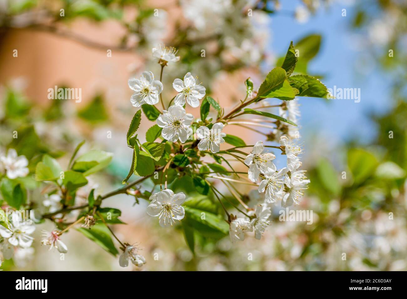 Trees Macro Spring Blooming apple tree flowers macro view. Spring garden landscape Stock ...