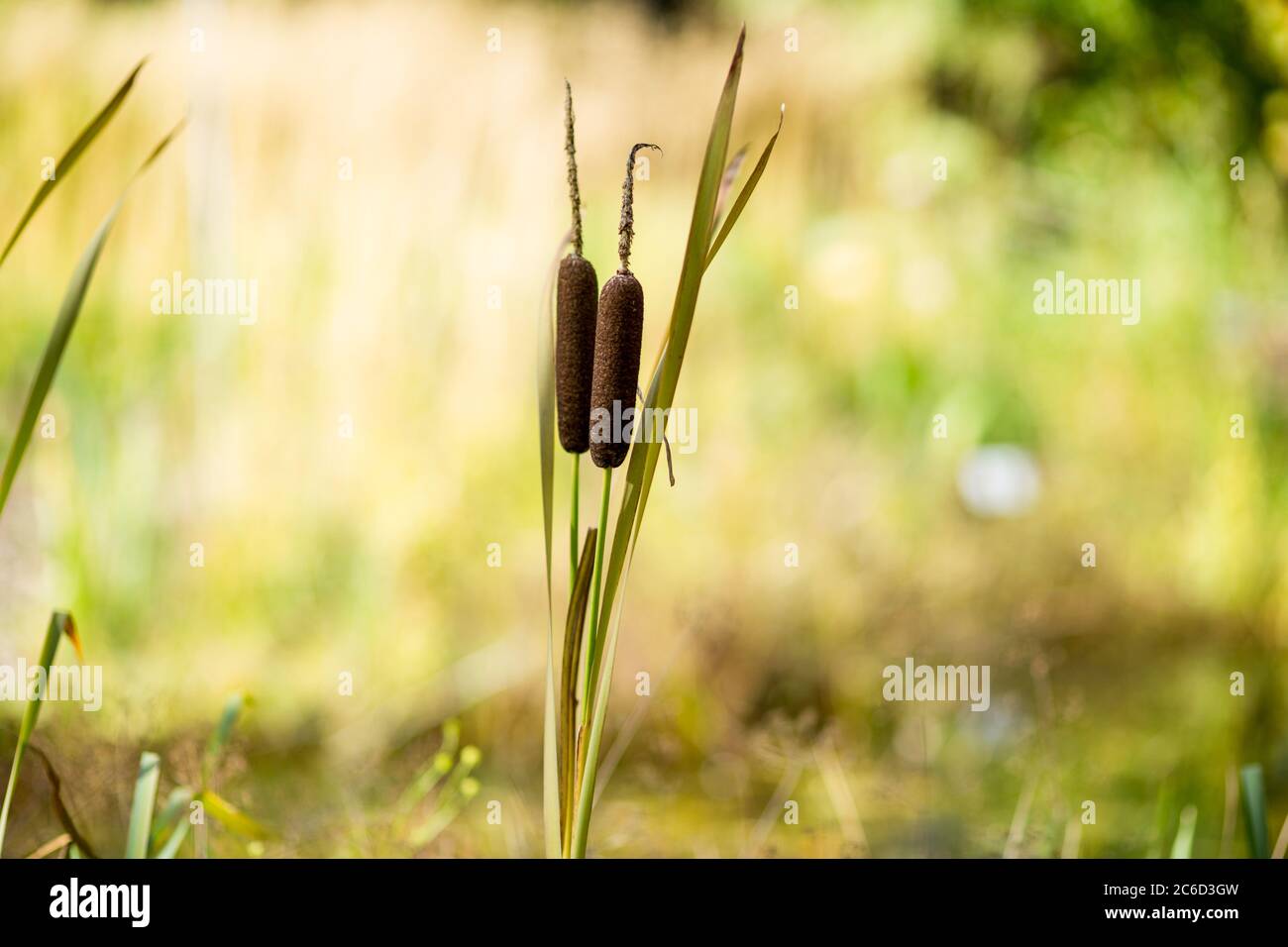 Closeup view of Cattails growing wildly on water edge Stock Photo - Alamy
