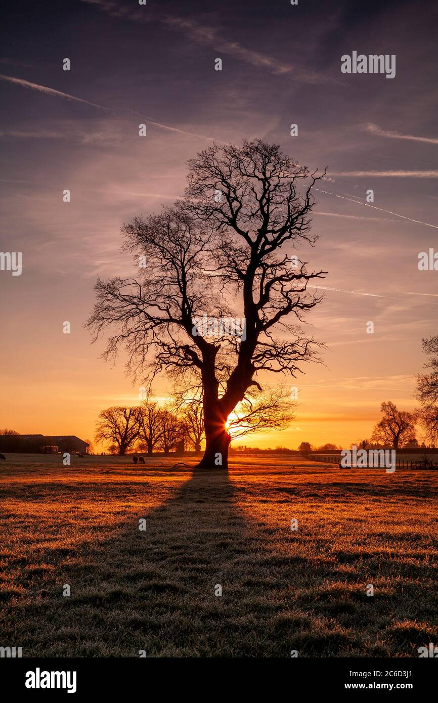 Tree in silhouette at sunrise Stock Photo - Alamy