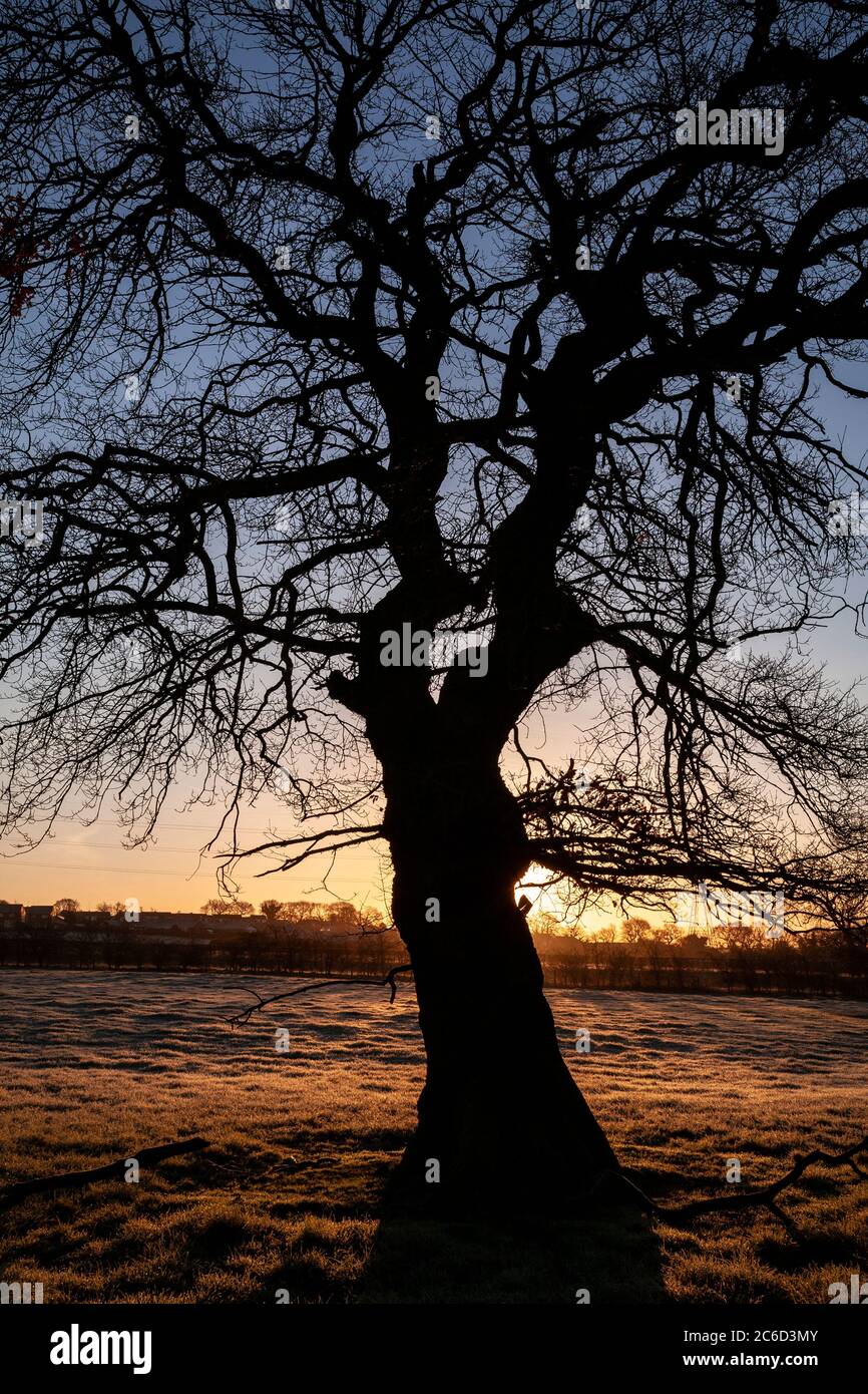 Tree in silhouette at sunrise Stock Photo - Alamy