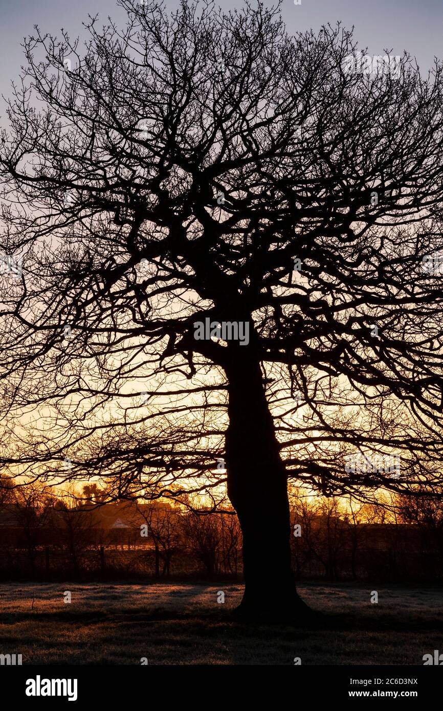 Tree in silhouette at twilight Stock Photo