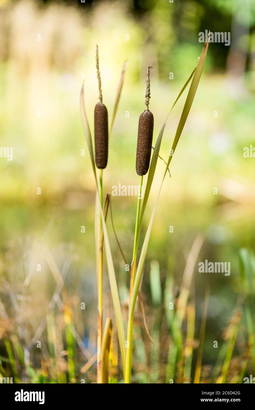 Southern Cattails Typha domingensis growing wildly on water edge Stock Photo
