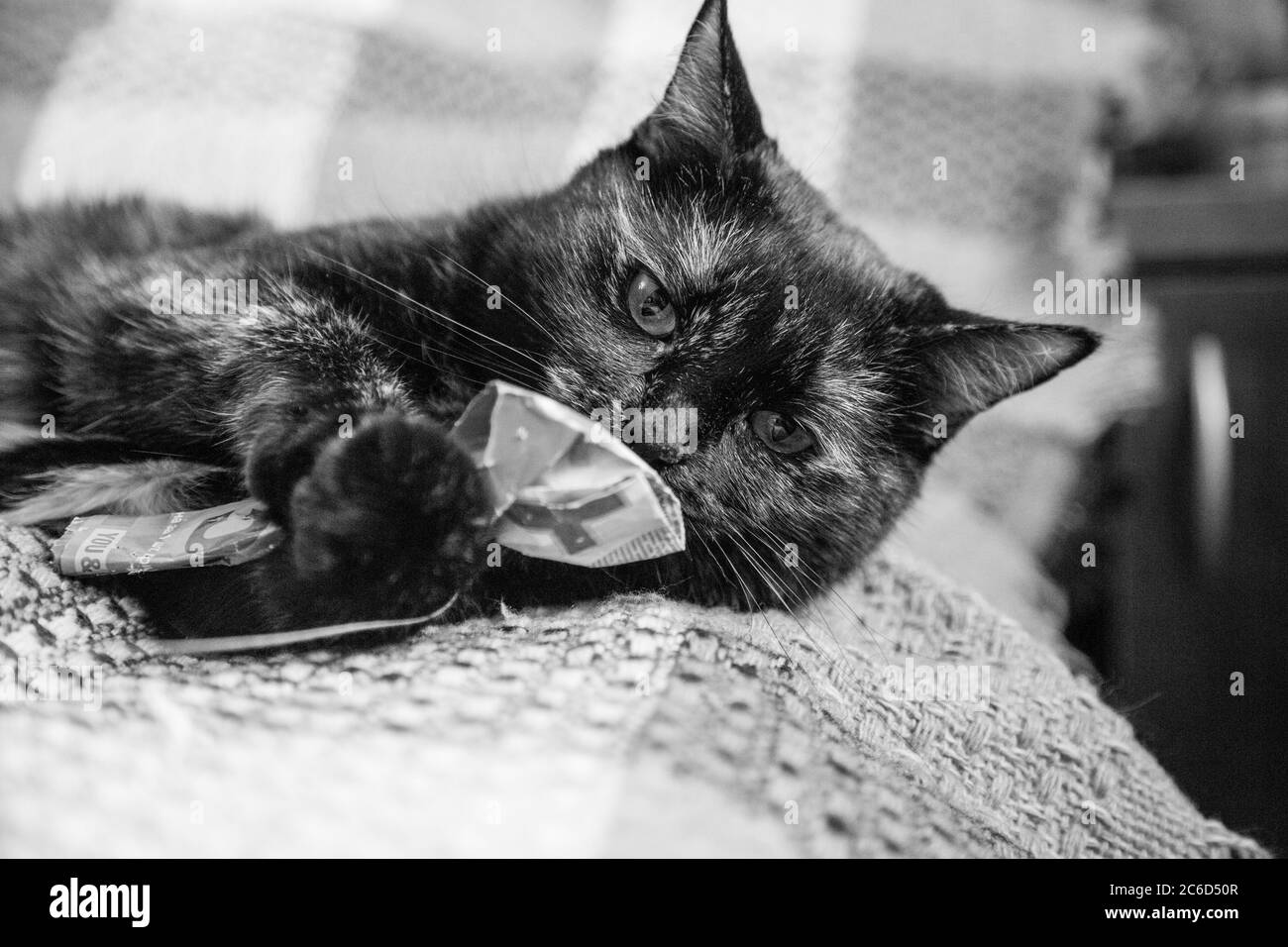 Cat looking out from behind a wall - black White version Stock Photo ...
