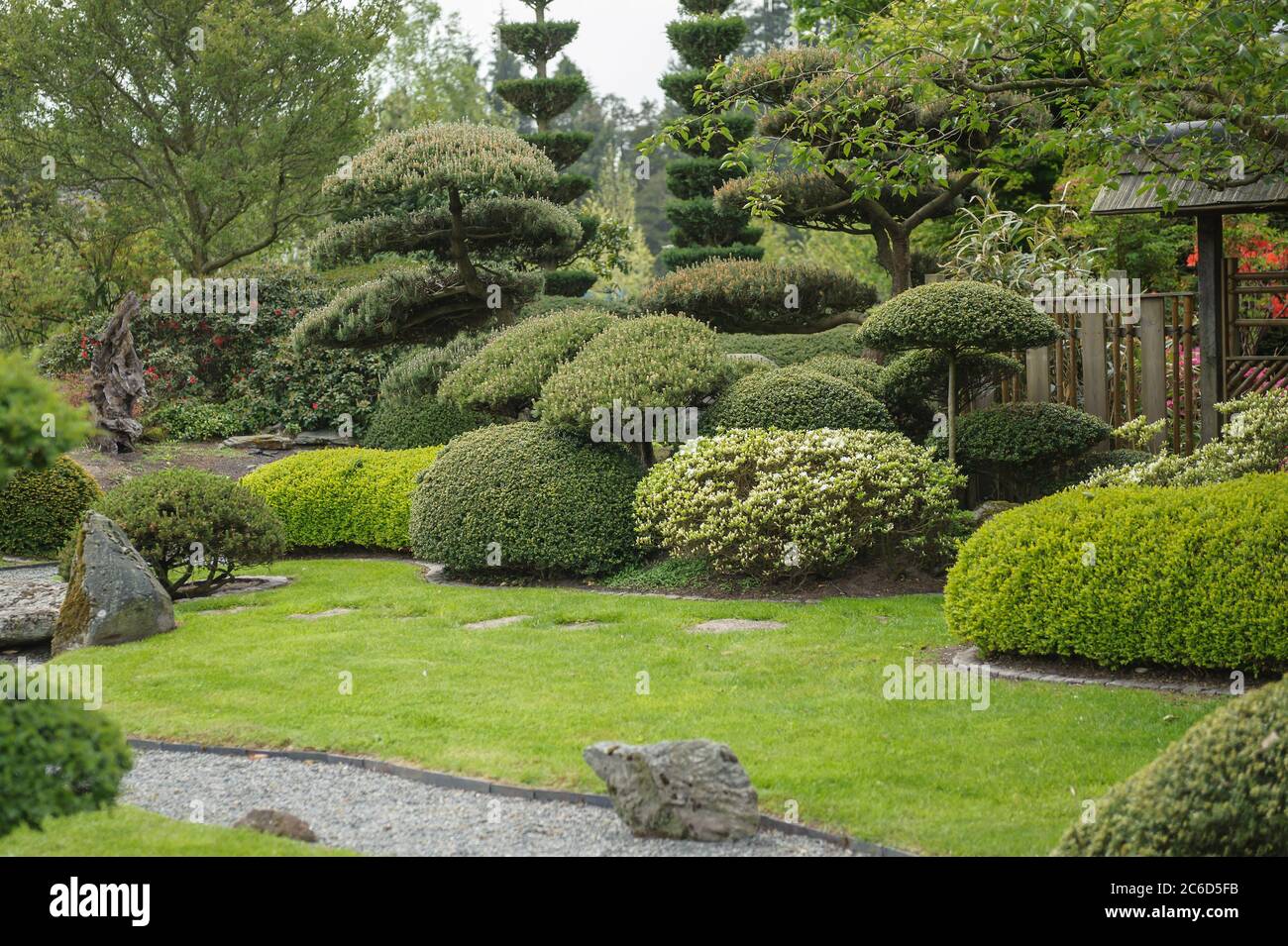 Japanischer Garten, Krummholz-Kiefer , Pinus mugo, Japanese garden, dwarf pine pine, Pinus mugo Stock Photo