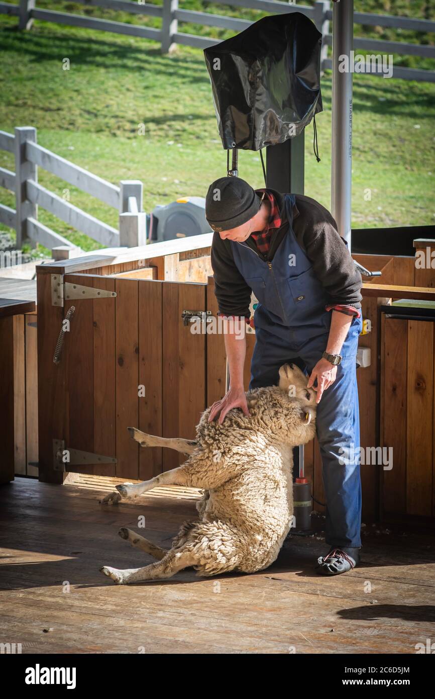 A man shearing Sheep’s wool at Walter Peak High Country Farm, New