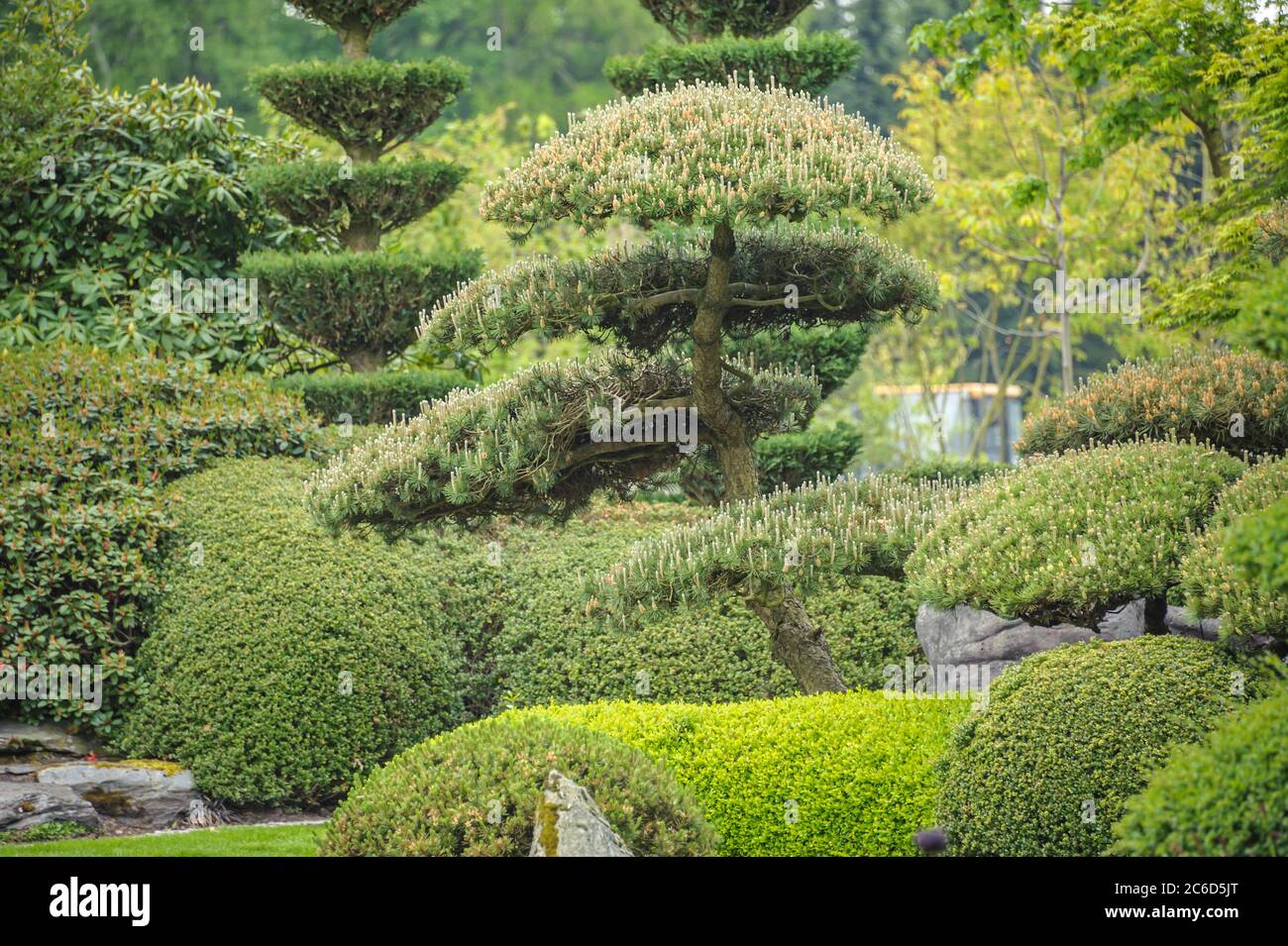 Japanischer Garten, Krummholz-Kiefer , Pinus mugo, Japanese garden, dwarf pine pine, Pinus mugo Stock Photo