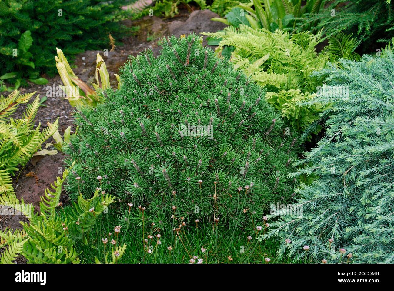 Pinus mugo Mops, Pinus mugo Mops Stock Photo