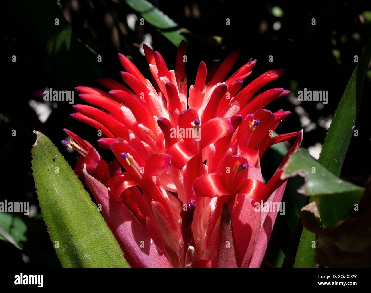 Red billbergia pyramidalis or flaming torch flower with purple tips. Plant is against a dark nature background with shadows and green leaves. Stock Photo