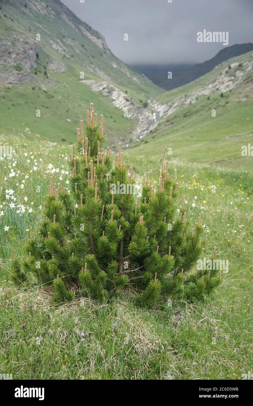 Haken-Kiefer, Pinus mugo subsp. uncinata, Hook Pine, Pinus mugo subsp. Uncinata Stock Photo