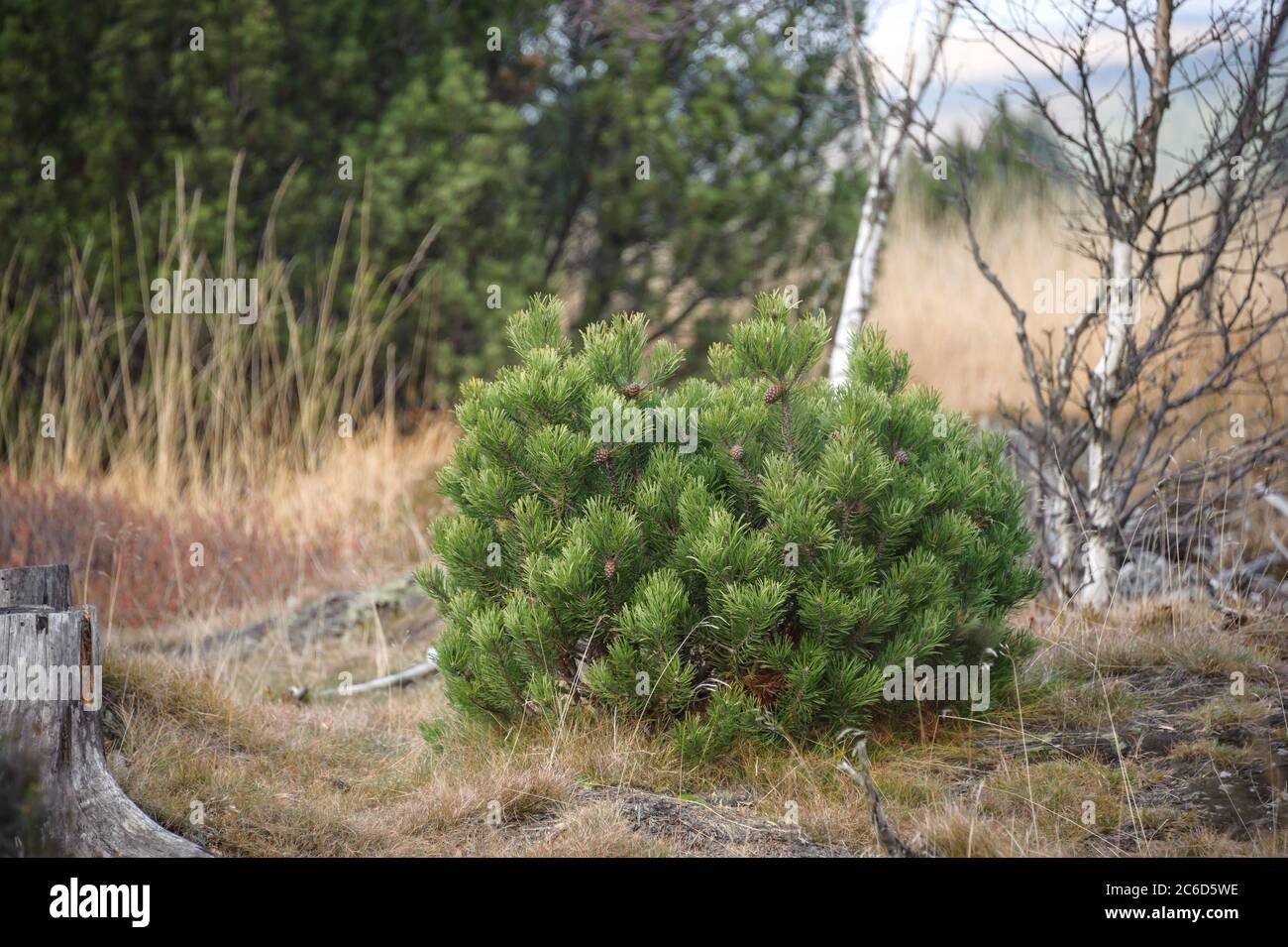 Moor-Kiefer, Pinus mugo subsp. rotundata, Moor pine, Pinus mugo subsp. Rotundata Stock Photo