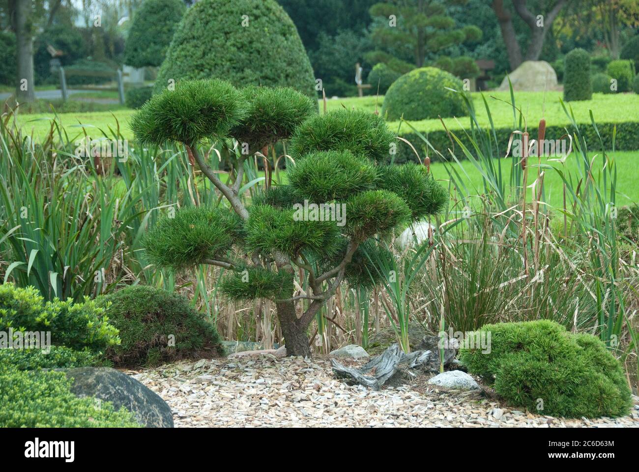 Garten-Bonsai, Krummholzkiefer , Pinus mugo subsp. mugo, Garden Bonsai, mountain pine, Pinus mugo subsp. Mugo Stock Photo