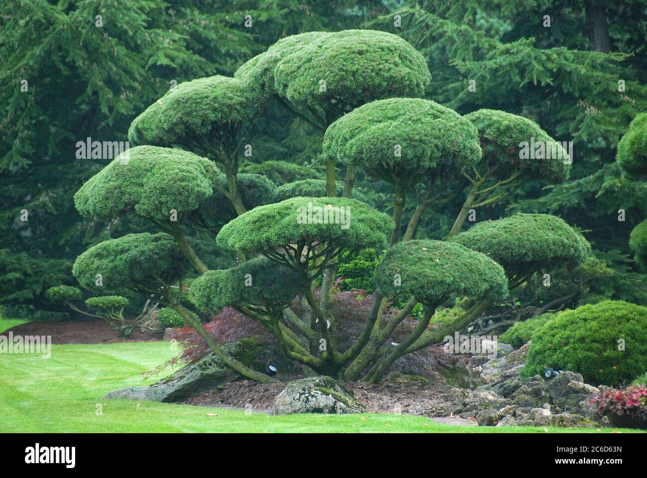 Garten-Bonsai, Krummholzkiefer , Pinus mugo subsp. mugo, Garden Bonsai, mountain pine, Pinus mugo subsp. Mugo Stock Photo