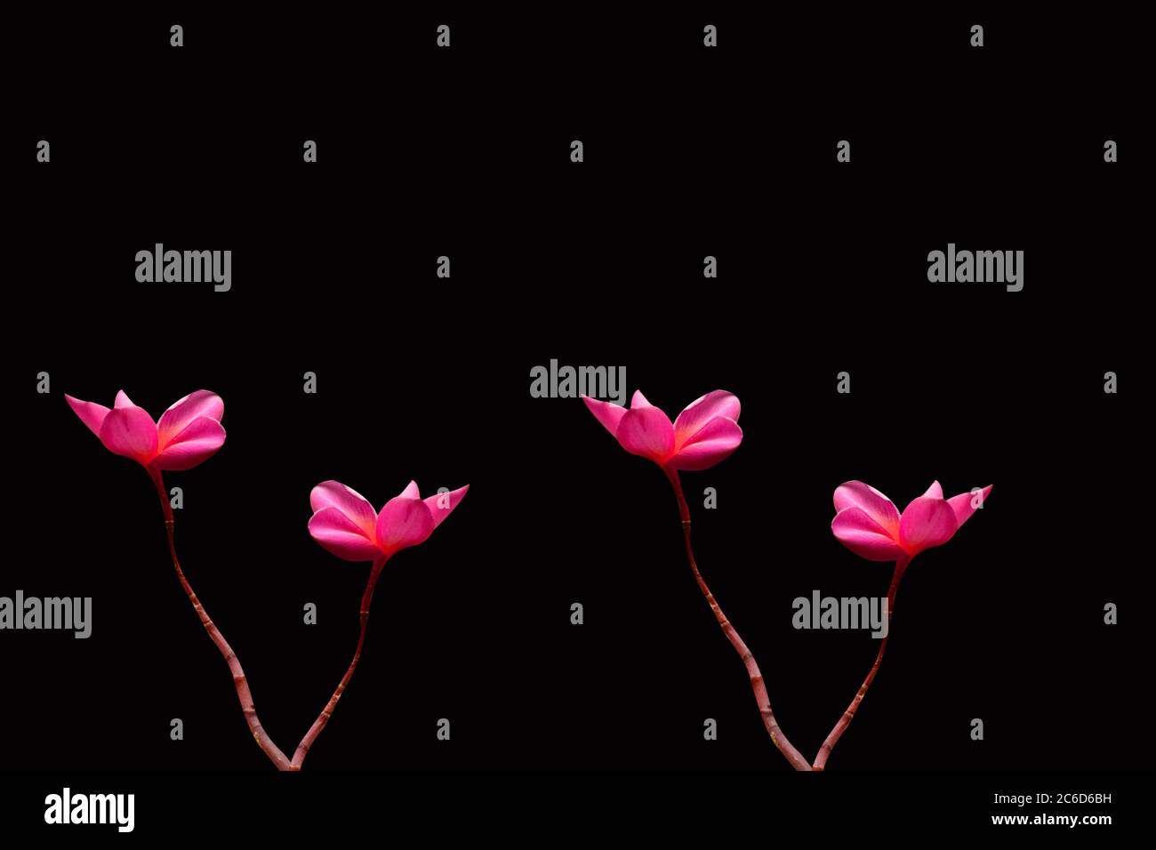 beautiful flower isolated on black background Stock Photo