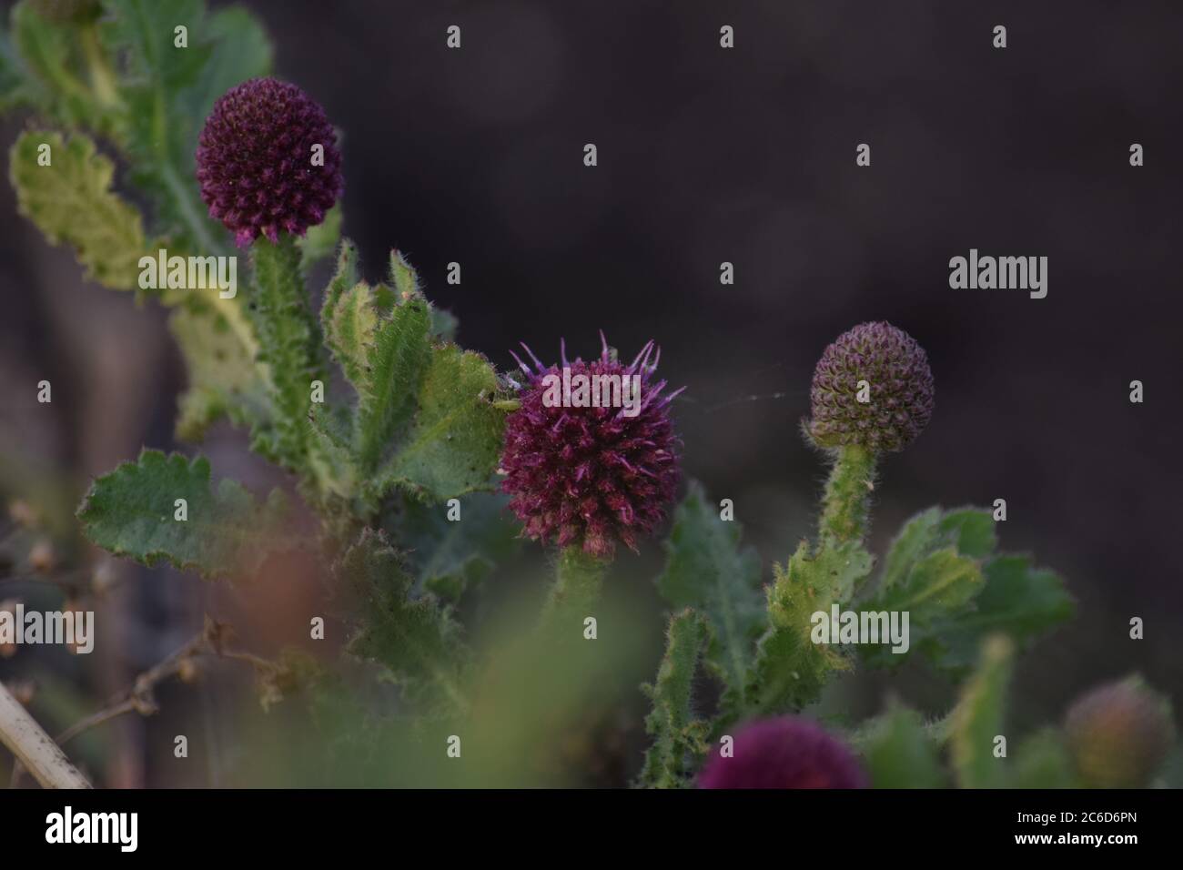 Purple color flower hi-res stock photography and images - Alamy