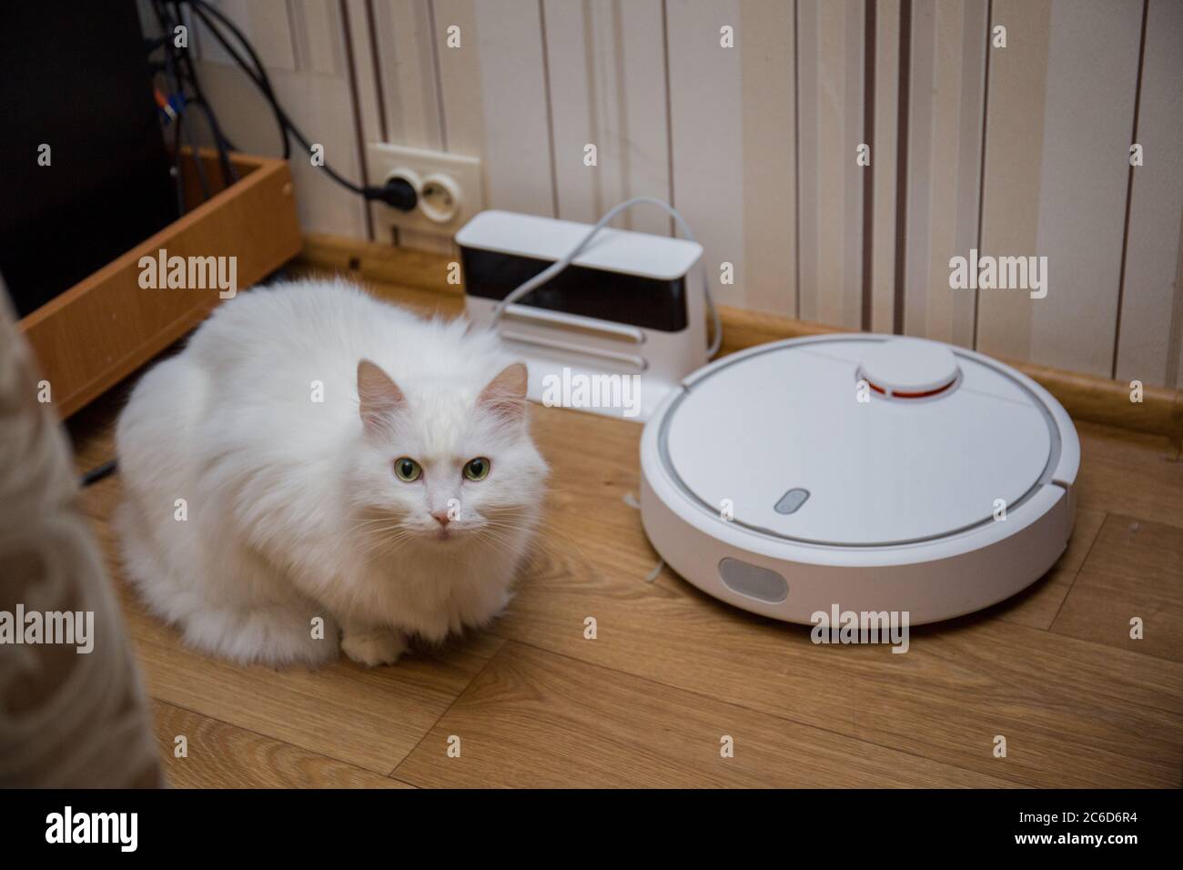 a cat and robot vacuum cleaner in the room Stock Photo - Alamy