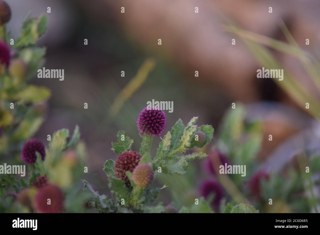 Purple color flower hi-res stock photography and images - Alamy