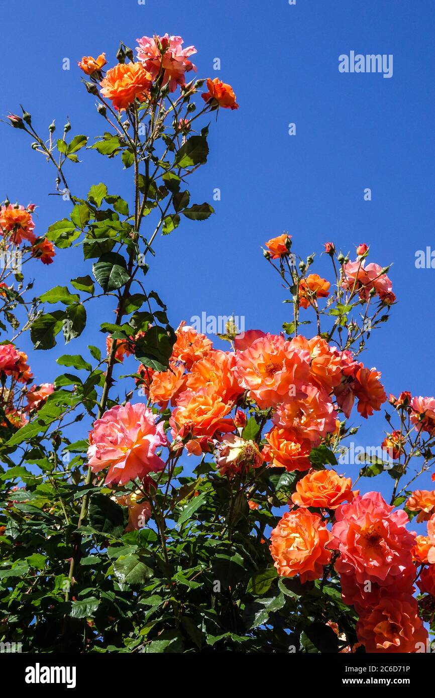 Orange flowering shrubs Rambler rose Rosa Westerland Stock Photo