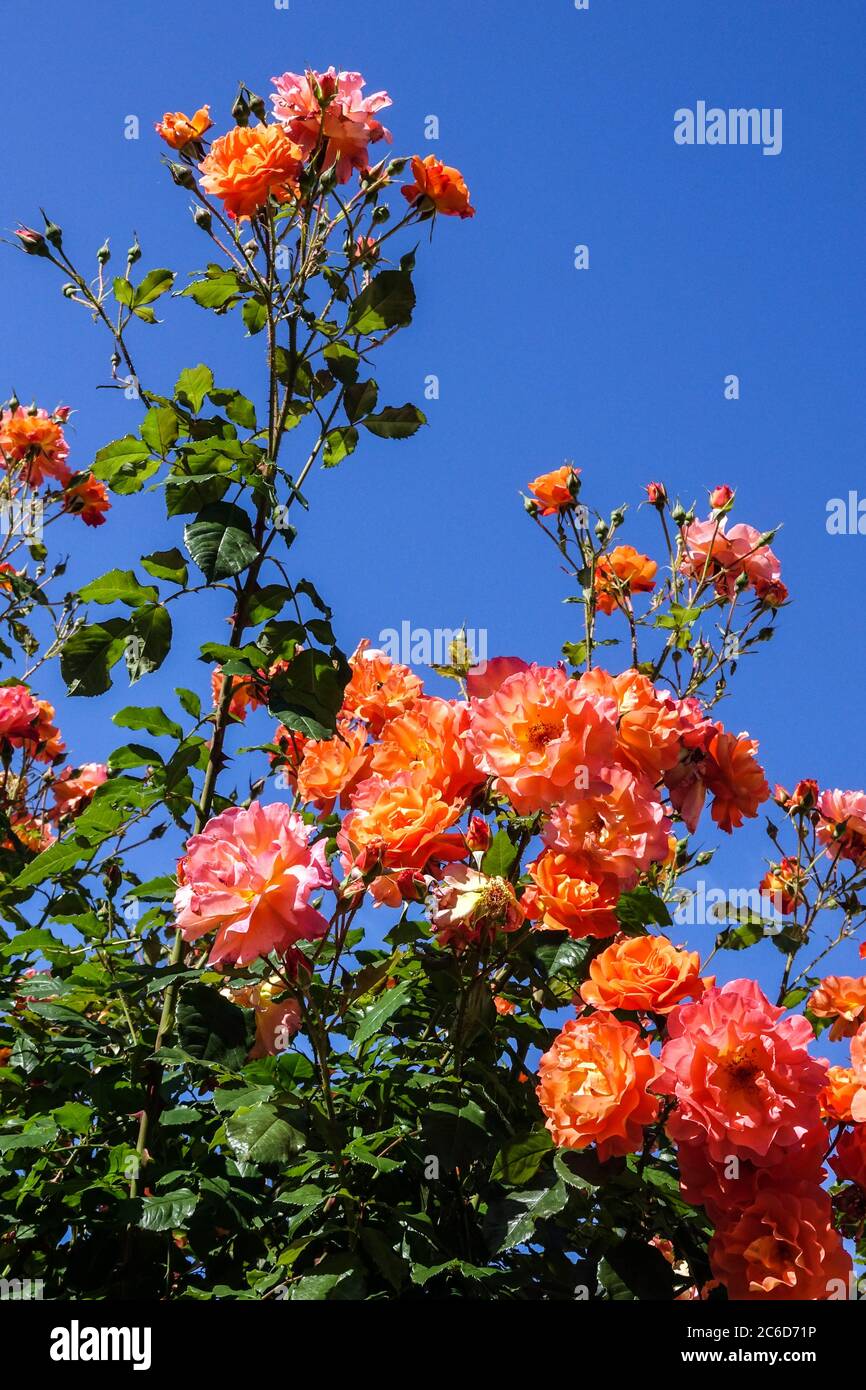 Orange flowering shrubs Rambler rose Rosa