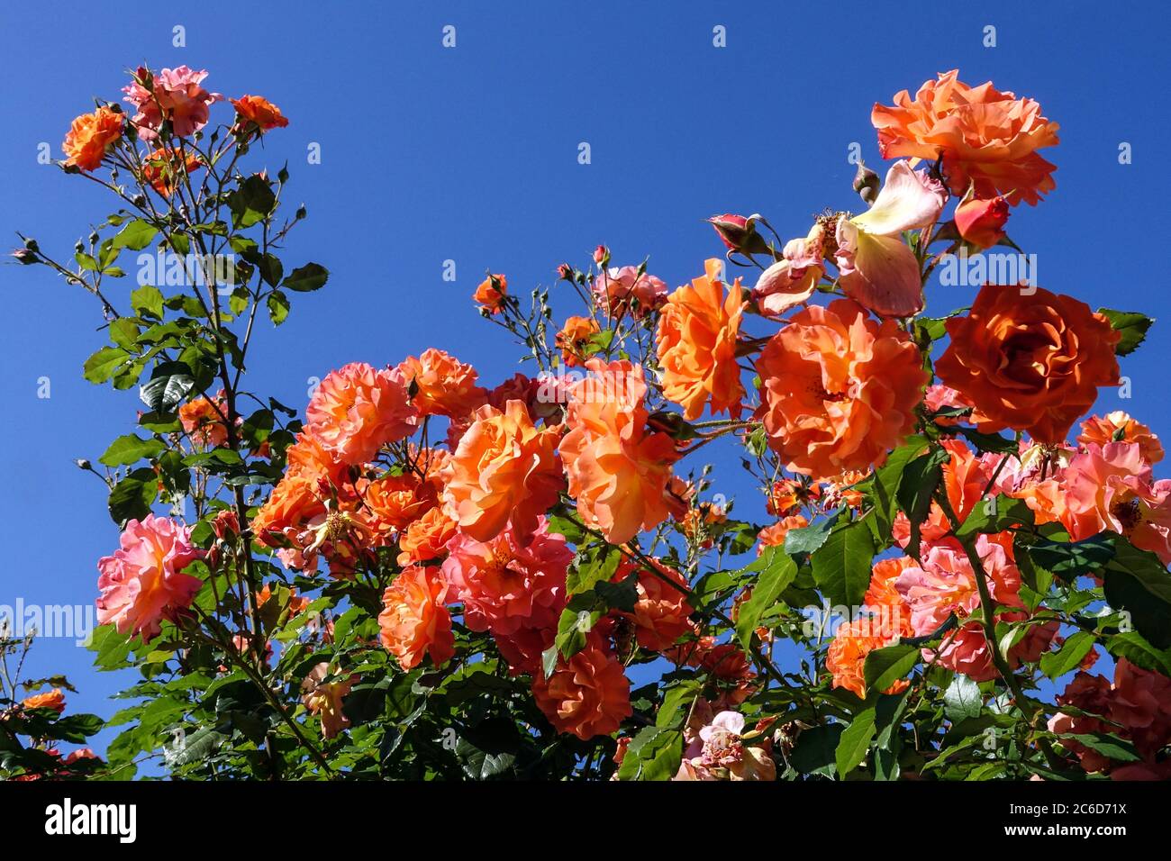 Orange garden climber Rosa Westerland Climbing roses Stock Photo