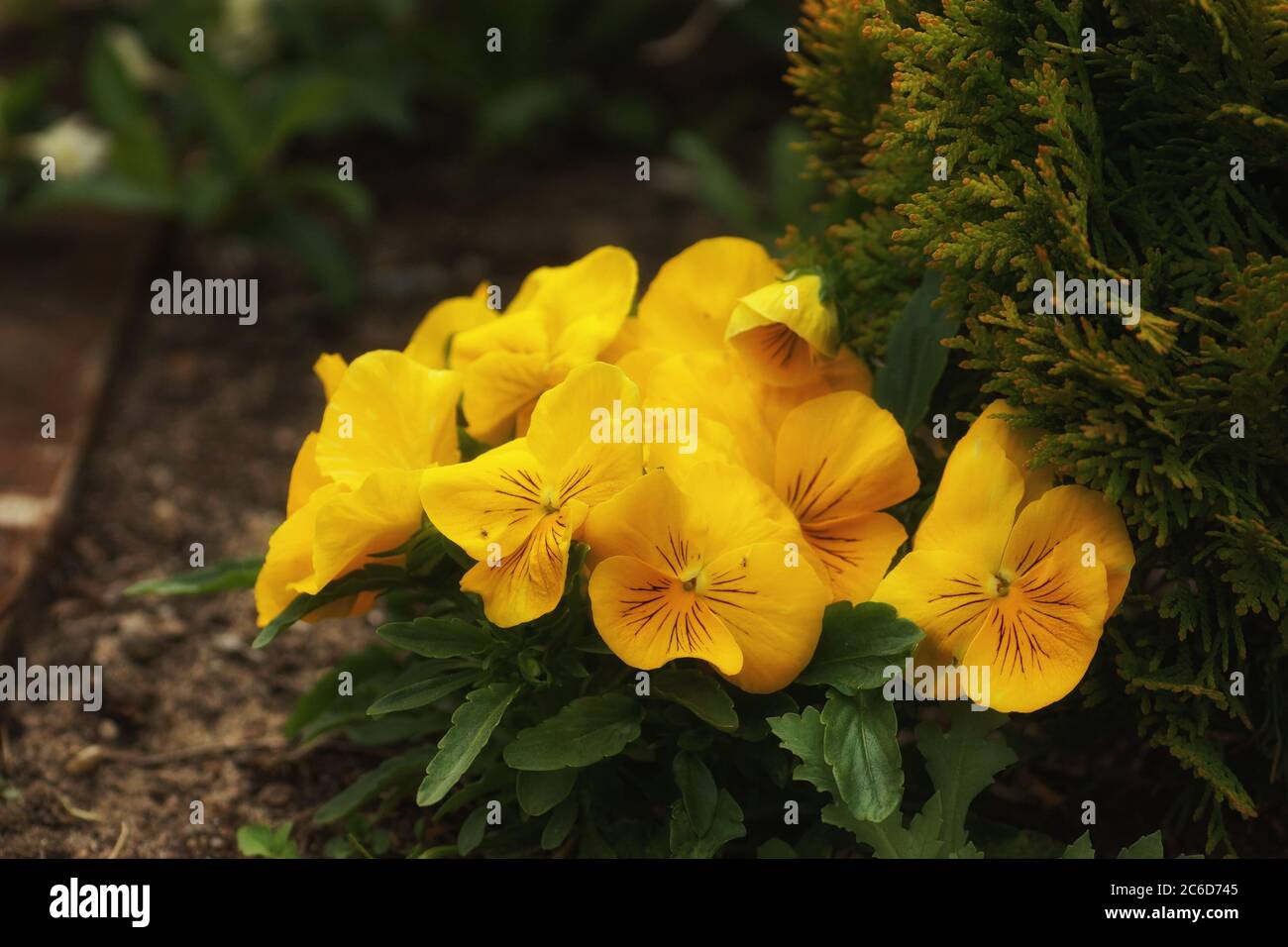 Yellow pansies under a thuja bush, spring in the garden, fuzzy background and copy space Stock Photo