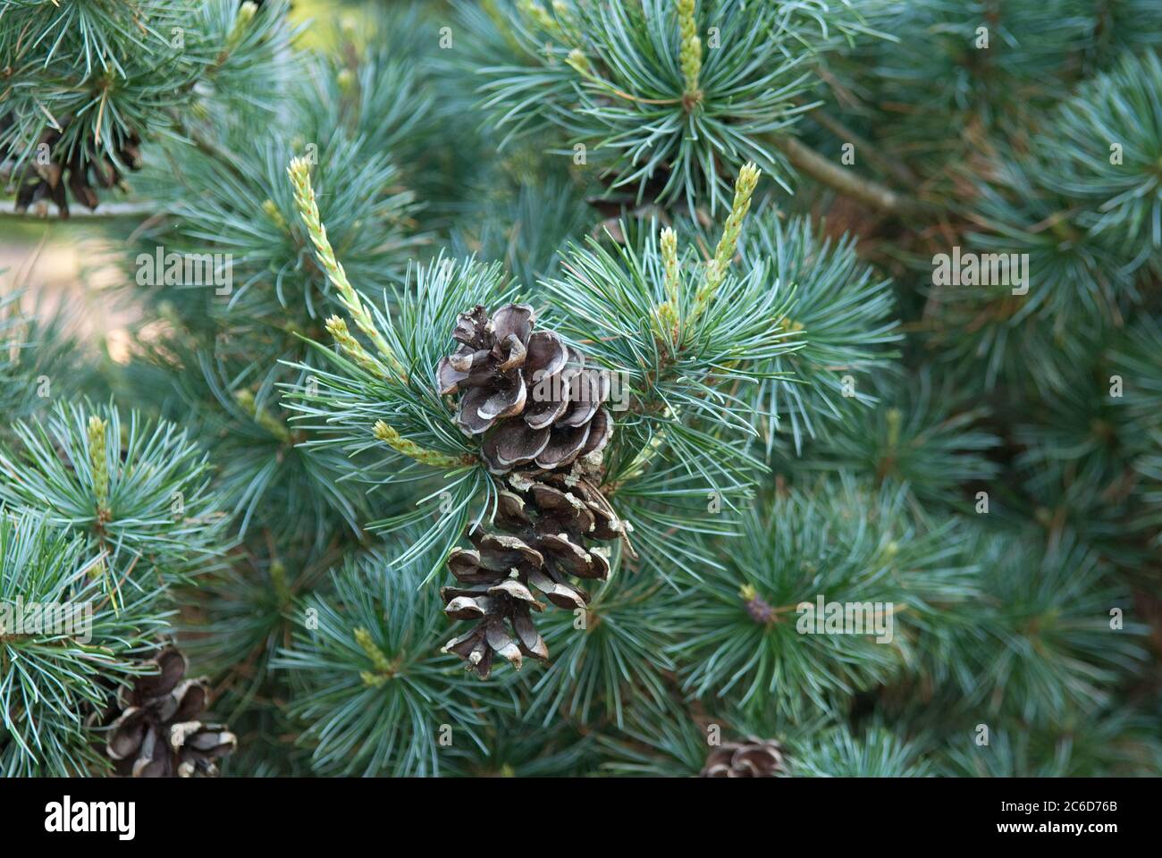 Blaue Maedchenkiefer, Pinus parviflora Negishi, Blue white pine, Pinus parviflora Negishi Stock Photo
