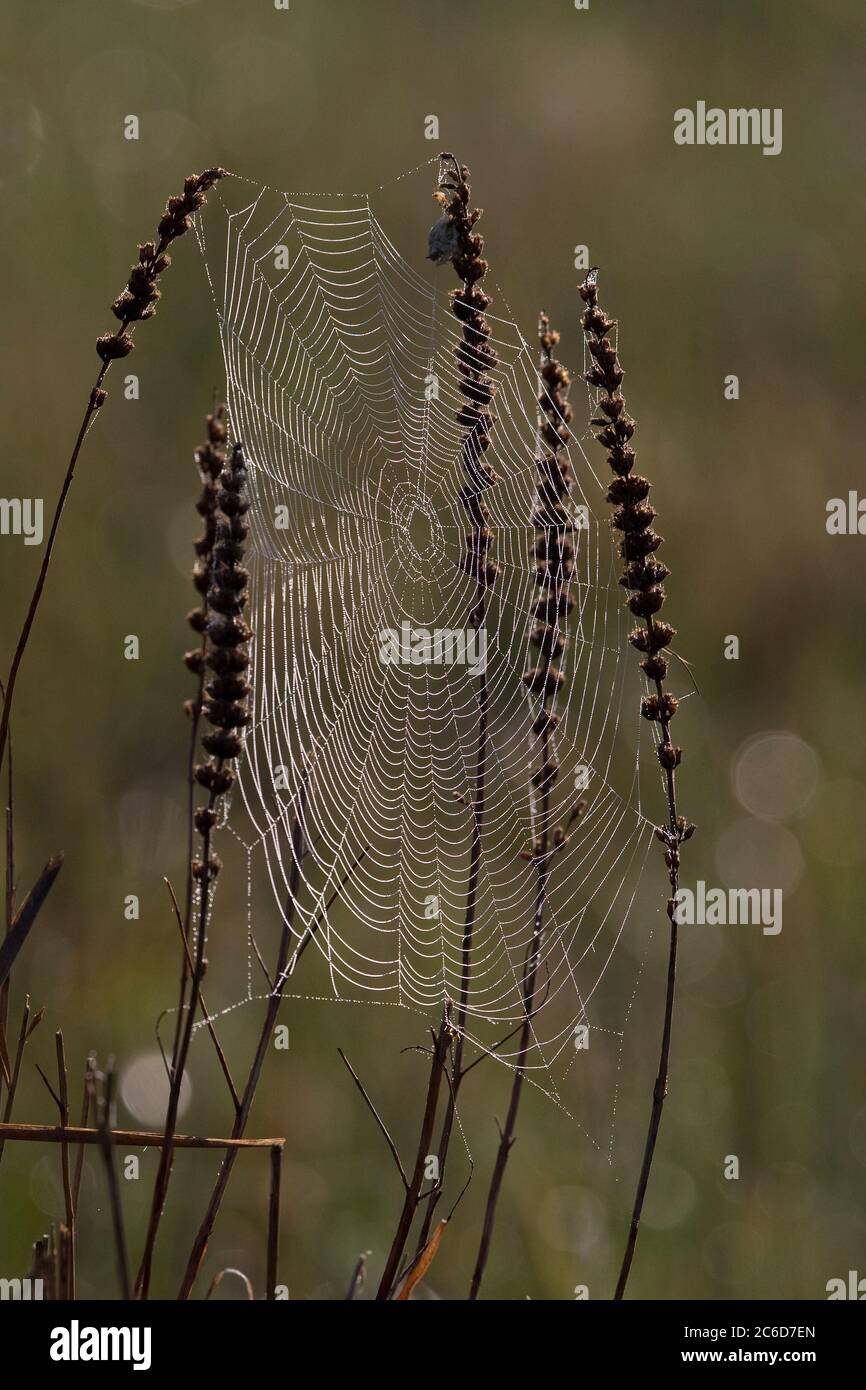 Spiders cobweb Stock Photo