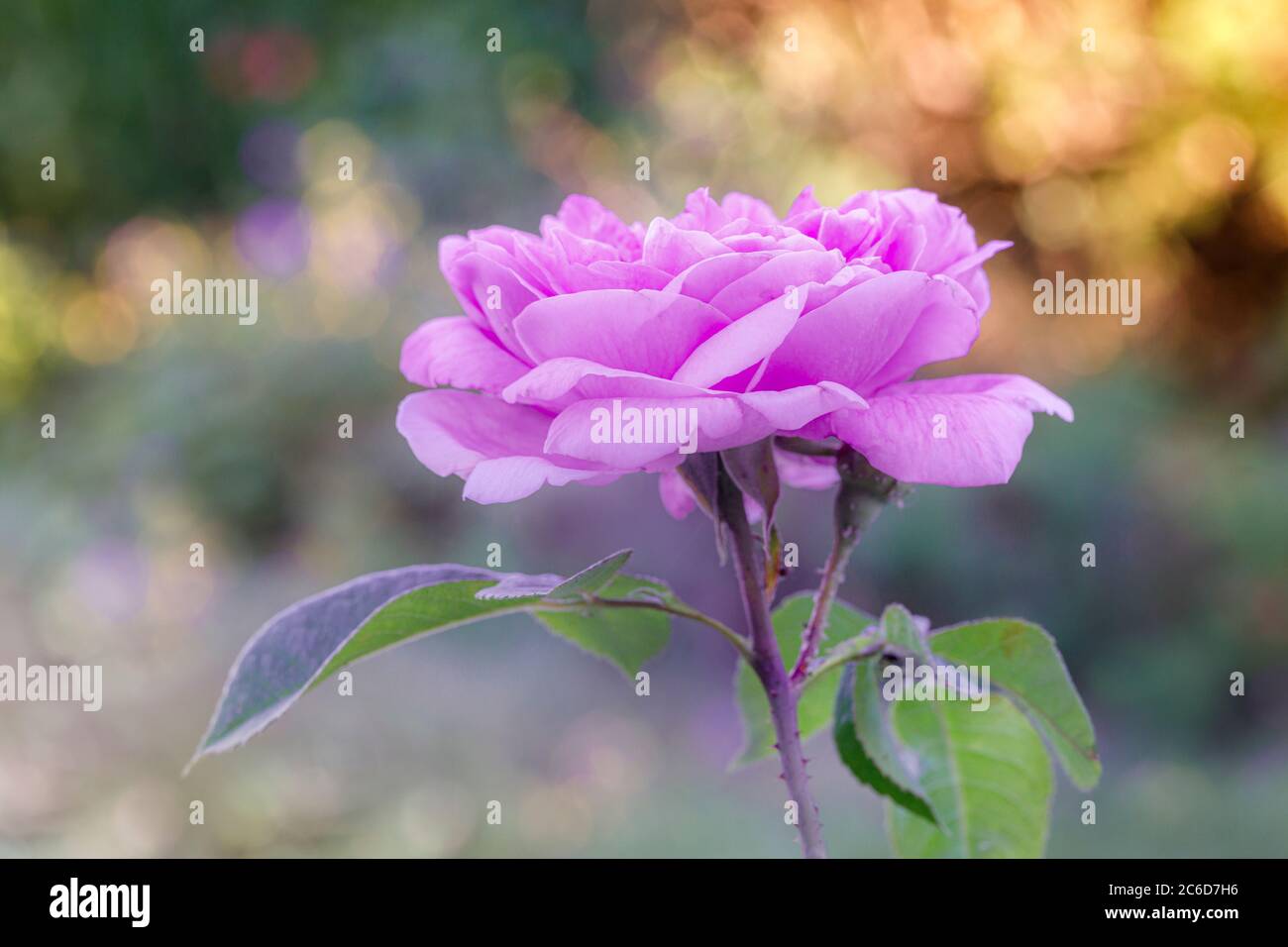 lilac rose head and steam with blurred background in a garden Stock Photo