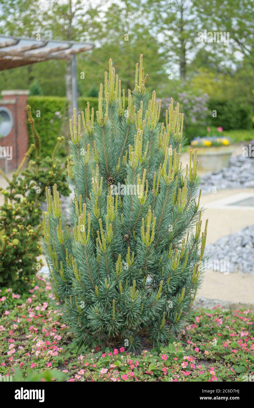 Foehre, Pinus sylvestris Watereri, Scots pine, Pinus sylvestris Watereri Stock Photo