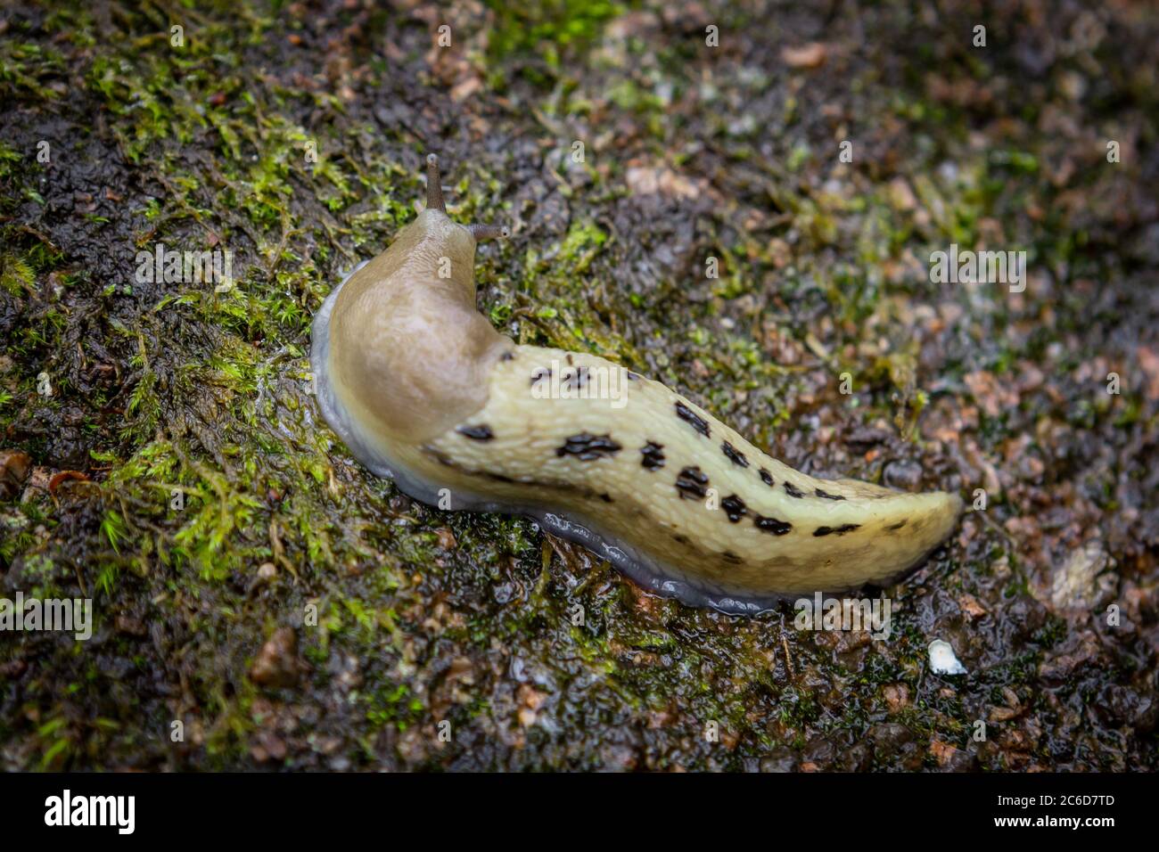 Slug on a stone overgrown with moss. View from above. Stock Photo
