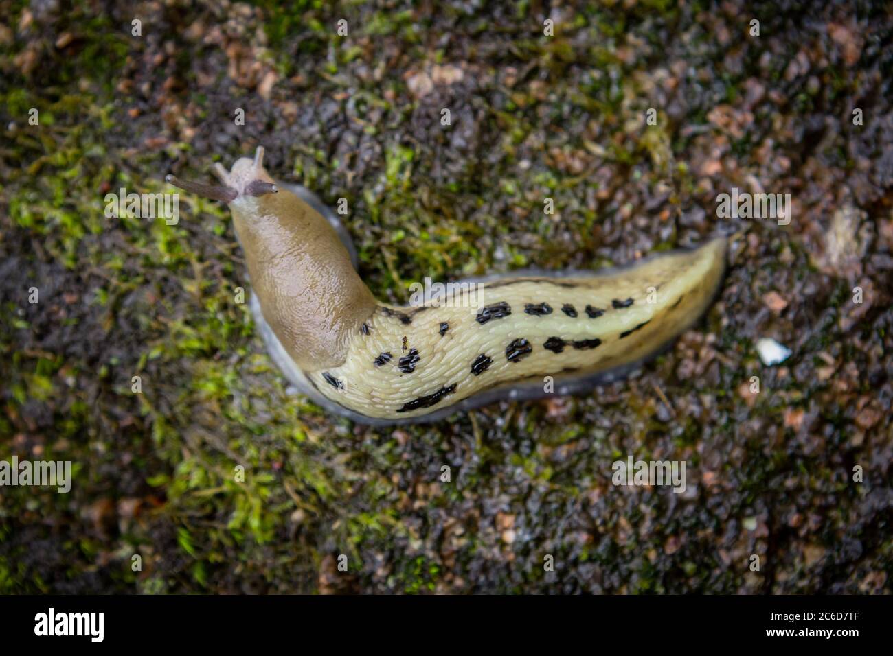 Slug on a stone overgrown with moss. View from above. Stock Photo