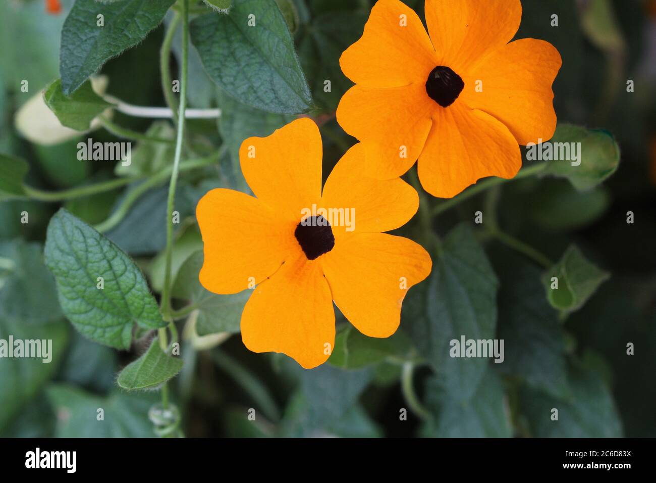 Thunbergia, commonly known as orange clockvine or orange trumpet vine