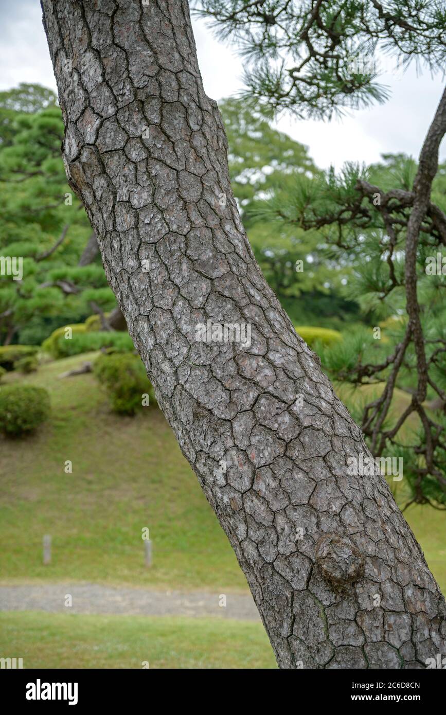 Japanische Schwarz-Kiefer, Pinus thunbergii, Japanese black pine, Pinus thunbergii Stock Photo