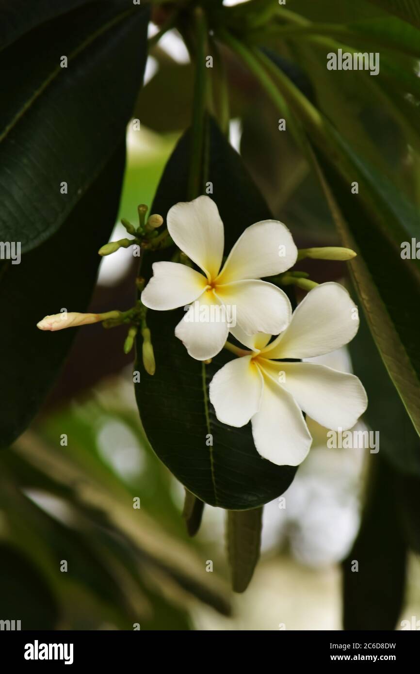 plumeria flower with plant beautiful look Stock Photo