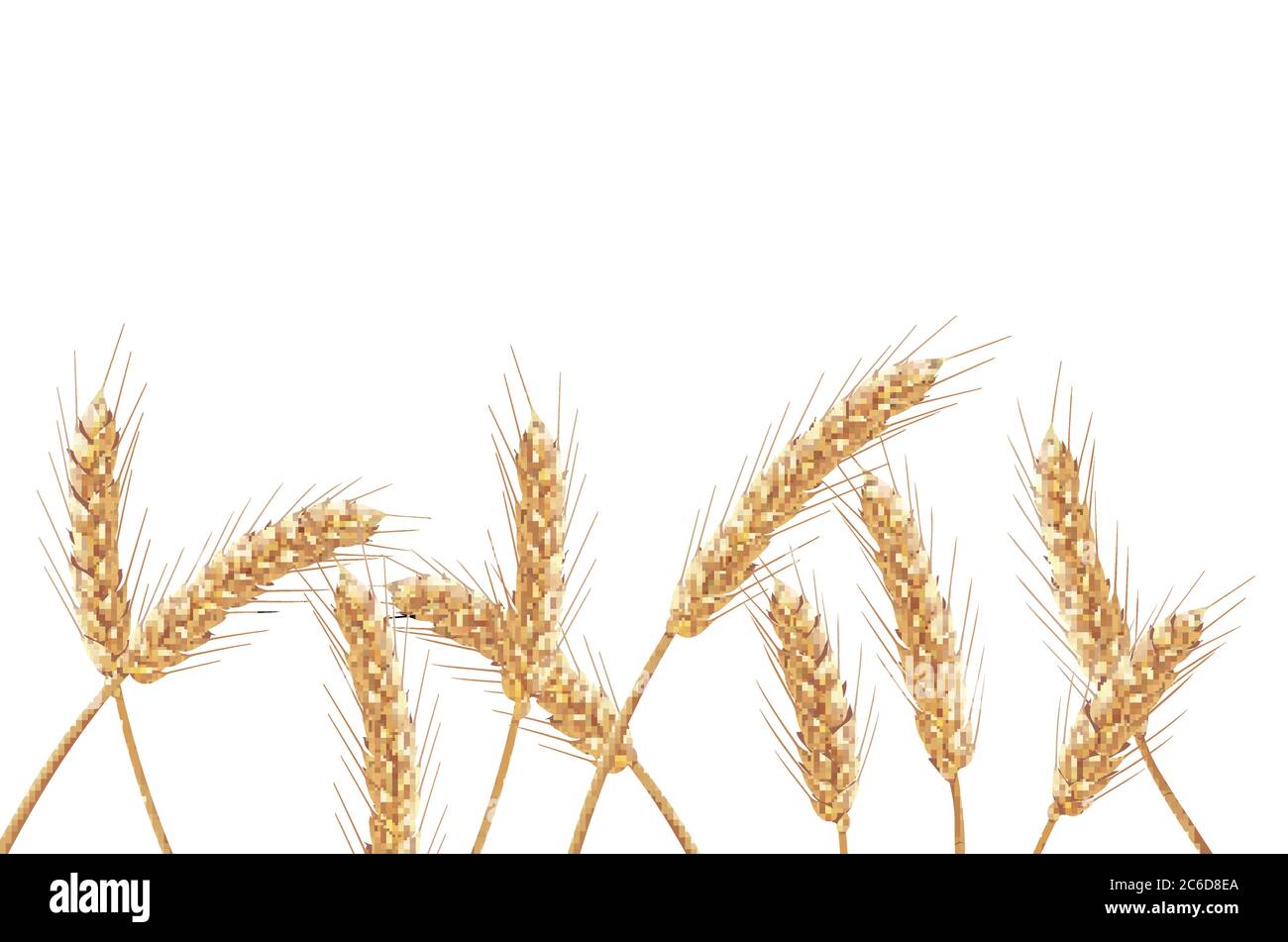 Ears of wheat in vector 3D realistic illustration. Ripe grain clipart for packaging design: bread, beer, kvass, pastries. Stock Vector