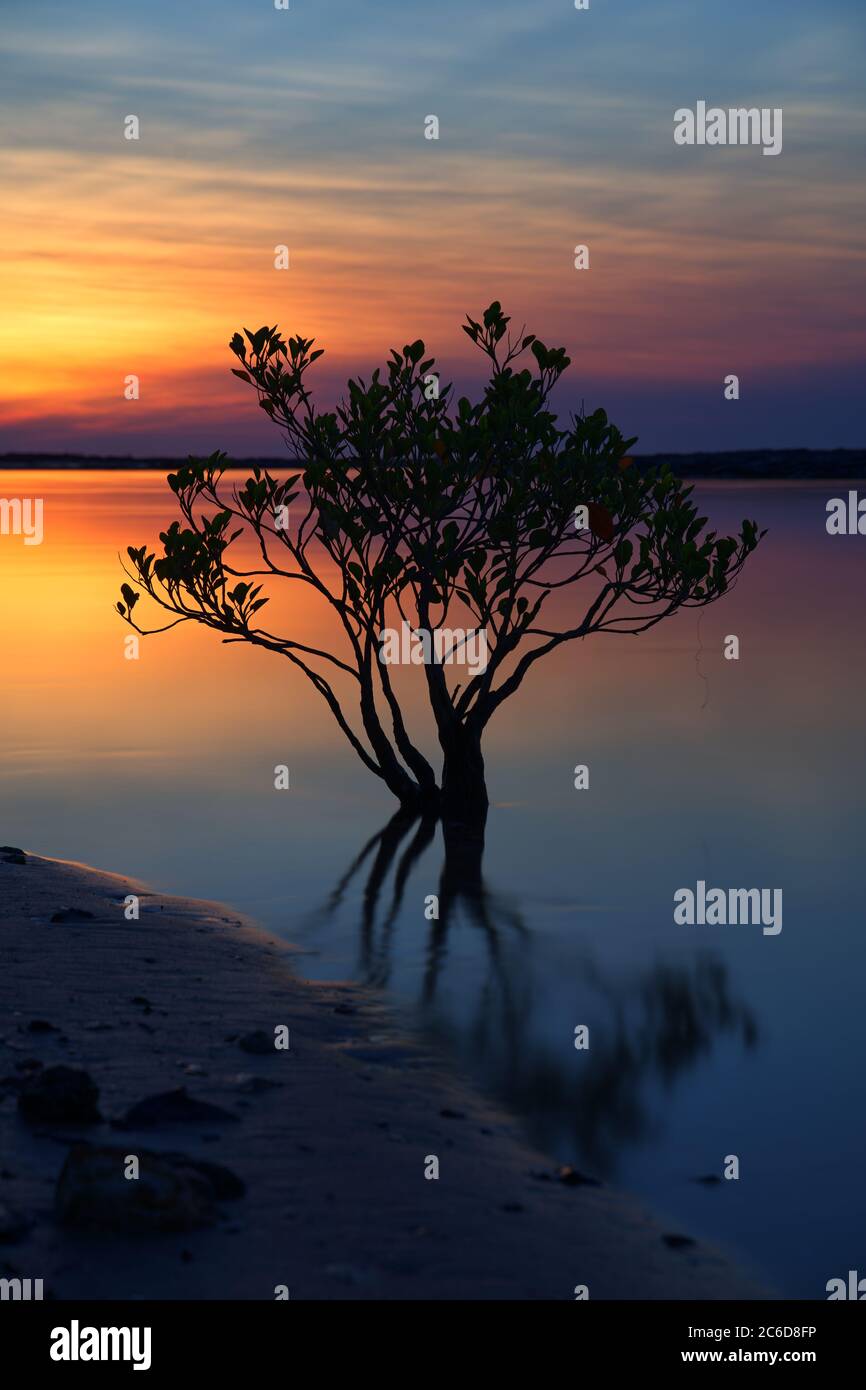 Mangrove tree in the river at sunset Stock Photo