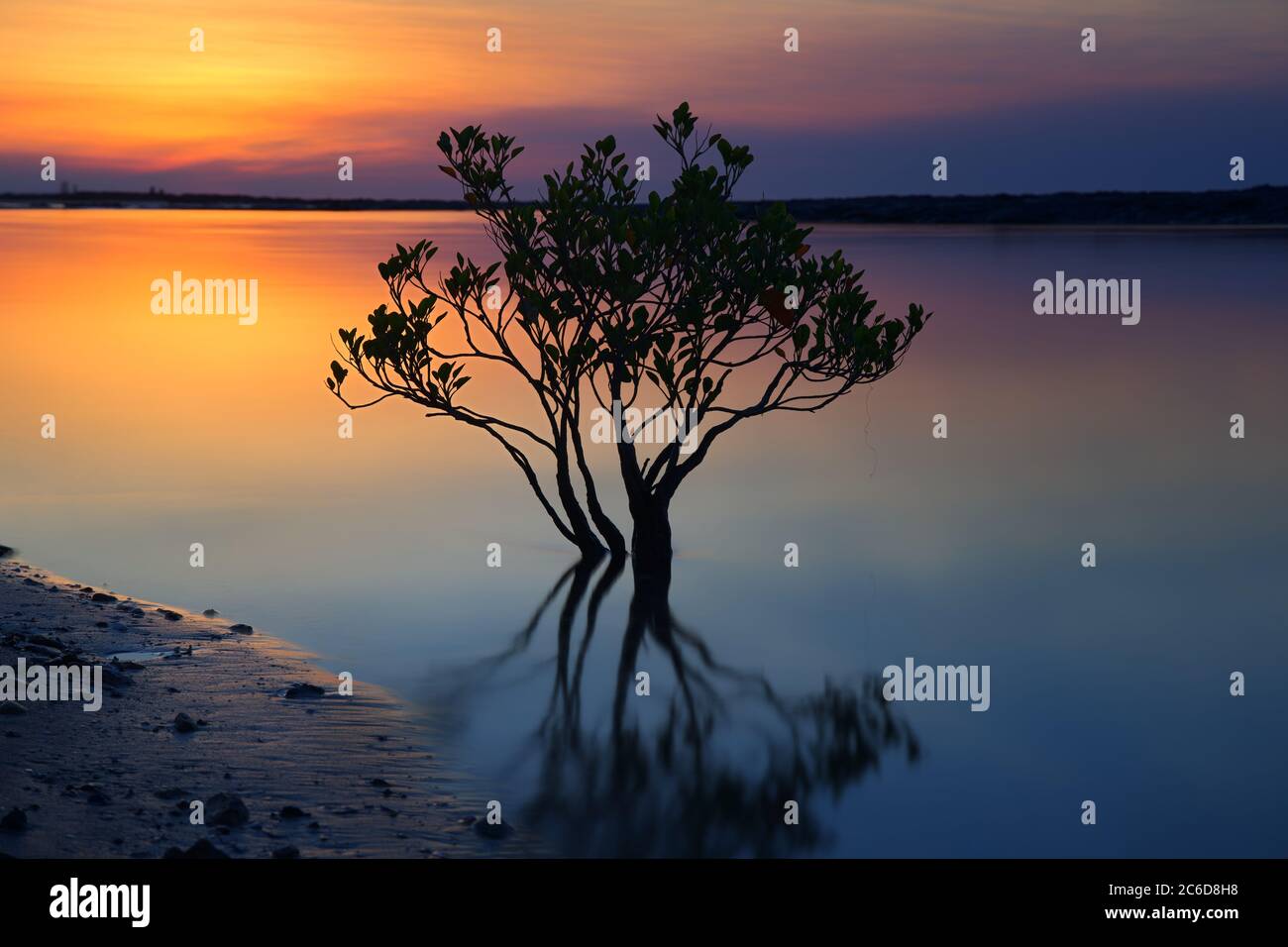 Mangrove tree in the river at sunset Stock Photo