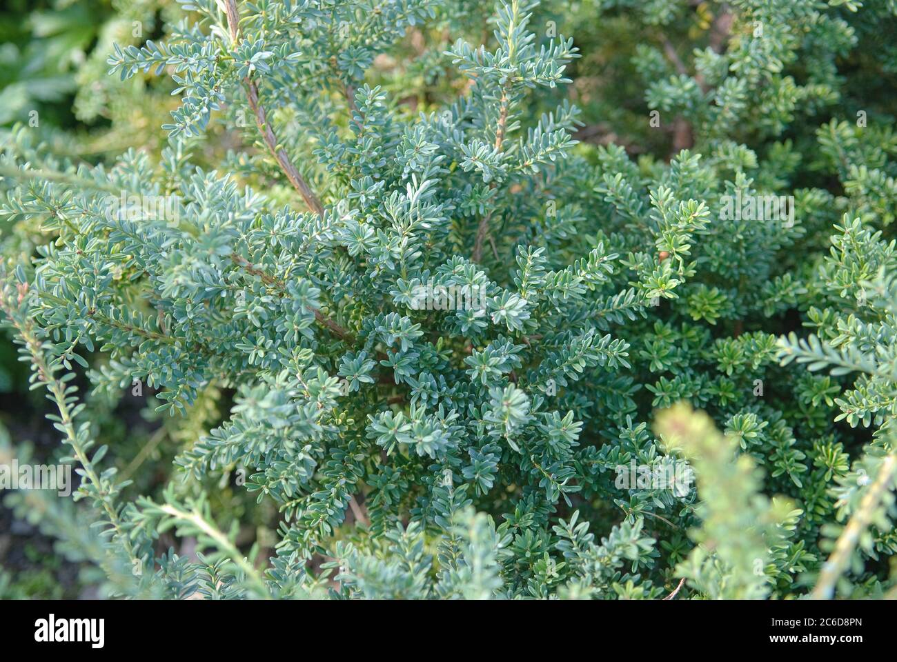 Steineibe, Podocarpus alpinus Blue Gem, Podocarpus, Podocarpus alpinus Blue Gem Stock Photo