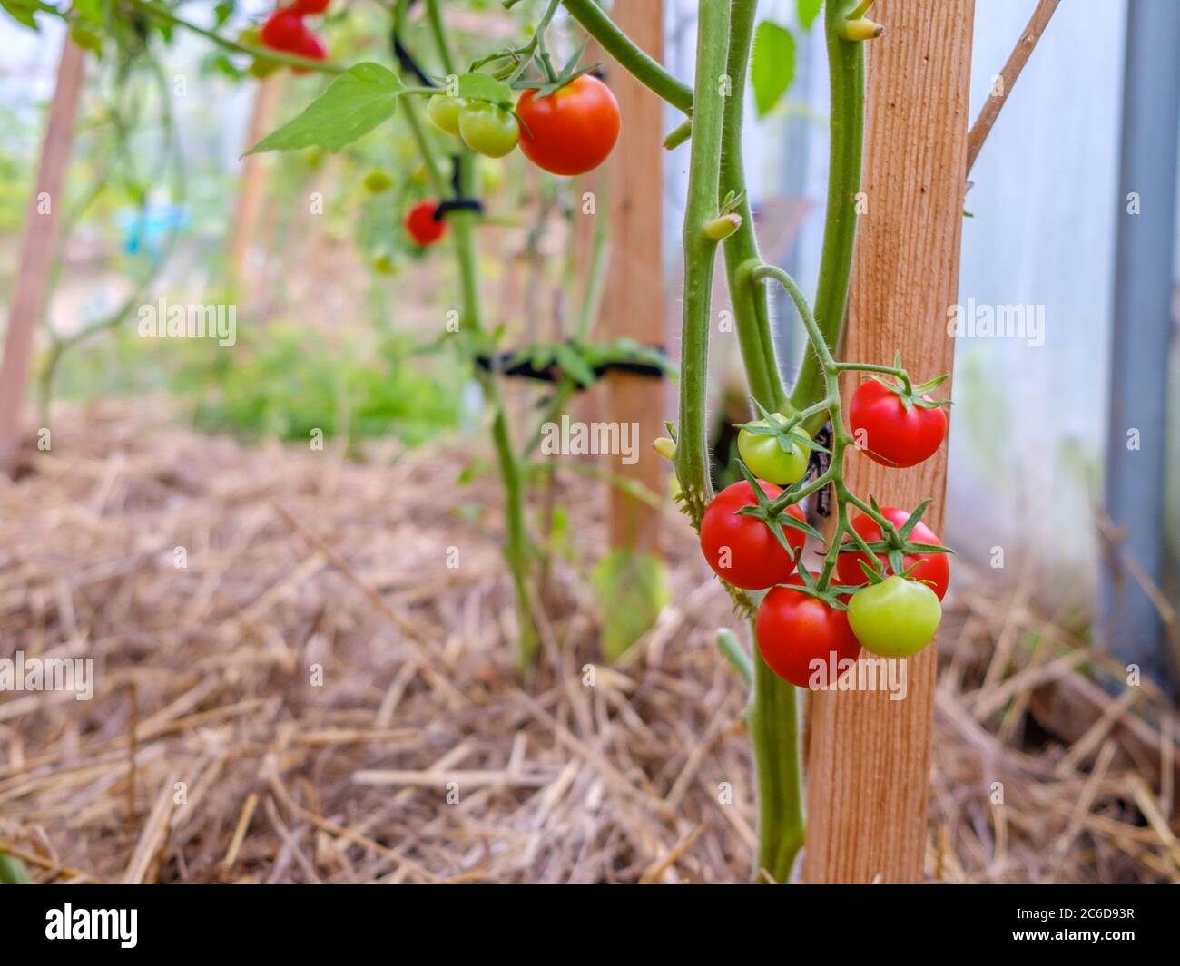 Selective focus on ripe red tomatoes on the branches in the greenhouse ...