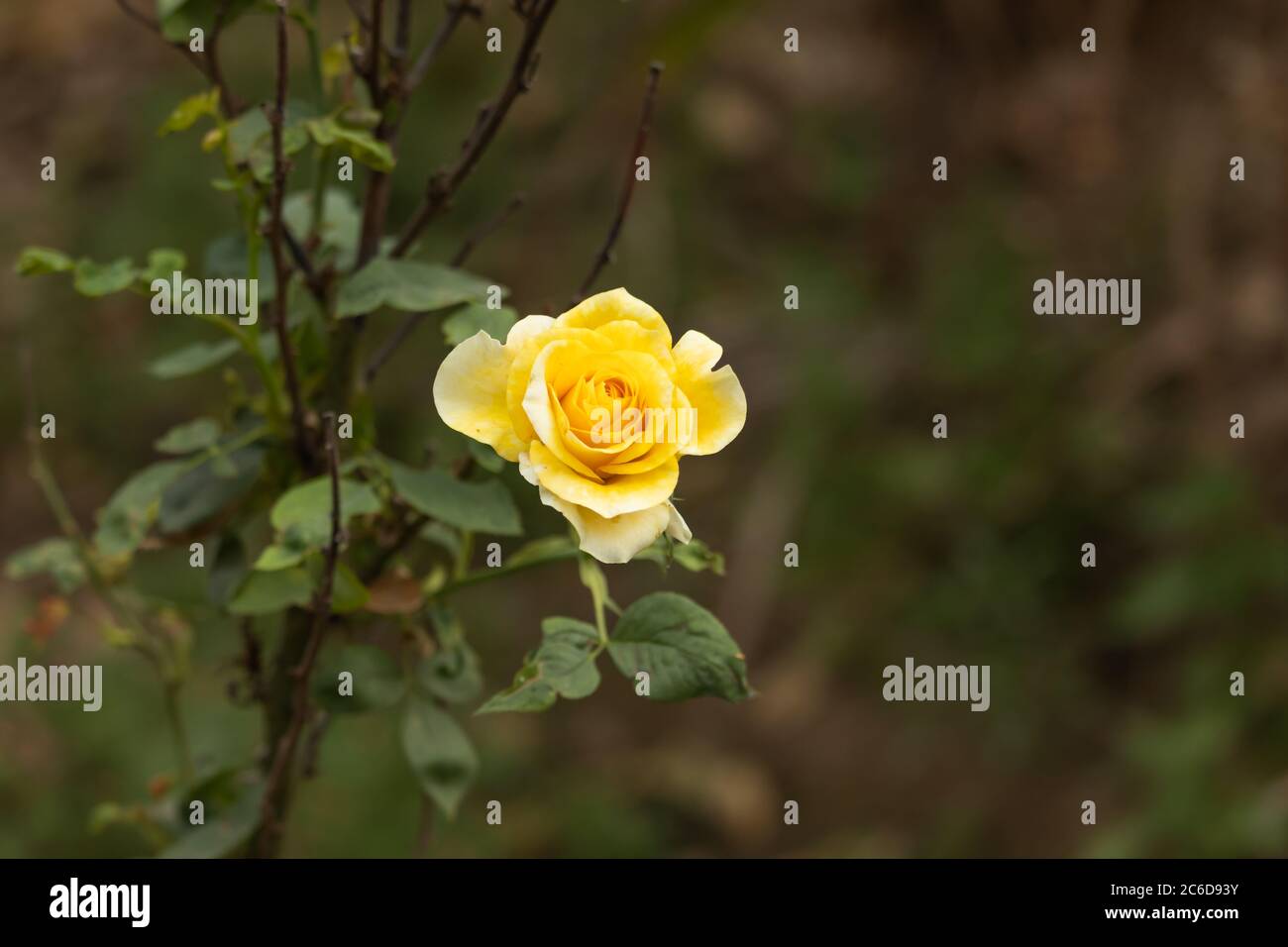 Rose flower in nature hi-res stock photography and images - Alamy