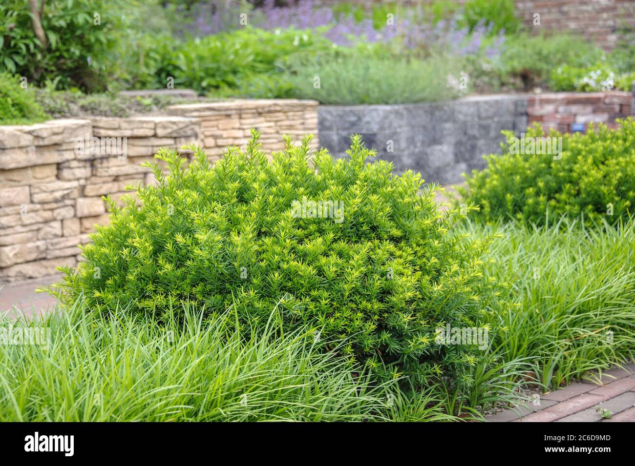 Japanische Eibe, Taxus cuspidata f. nana, Japanese yew, Taxus cuspidata f. Nana Stock Photo