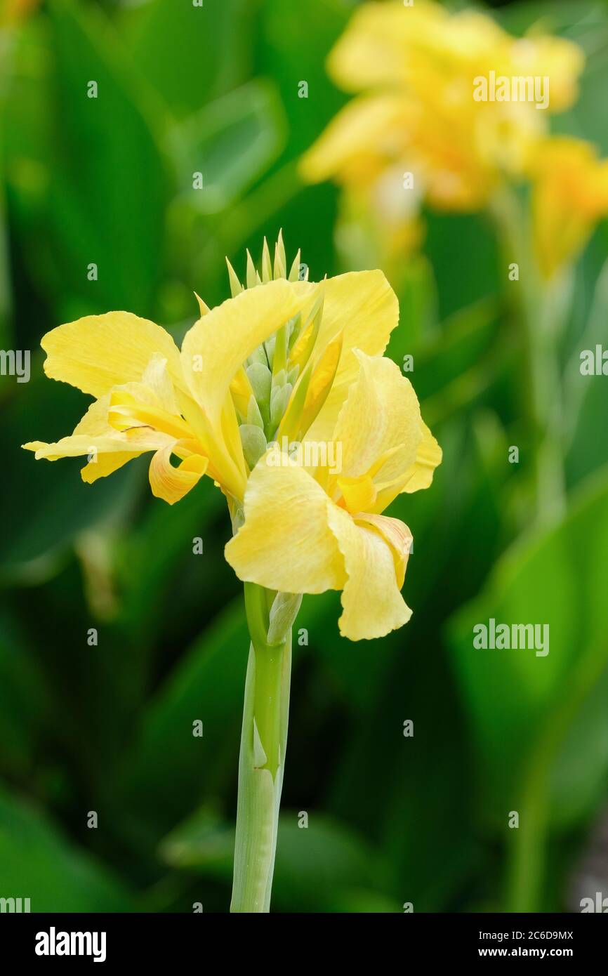 Bright yellow flowers of canna x generalis 'Cannova Yellow'. Canna lily 'Cannova Yellow'. Indian shot 'Cannova Yellow', Arrowroot 'Cannova Yellow' Stock Photo